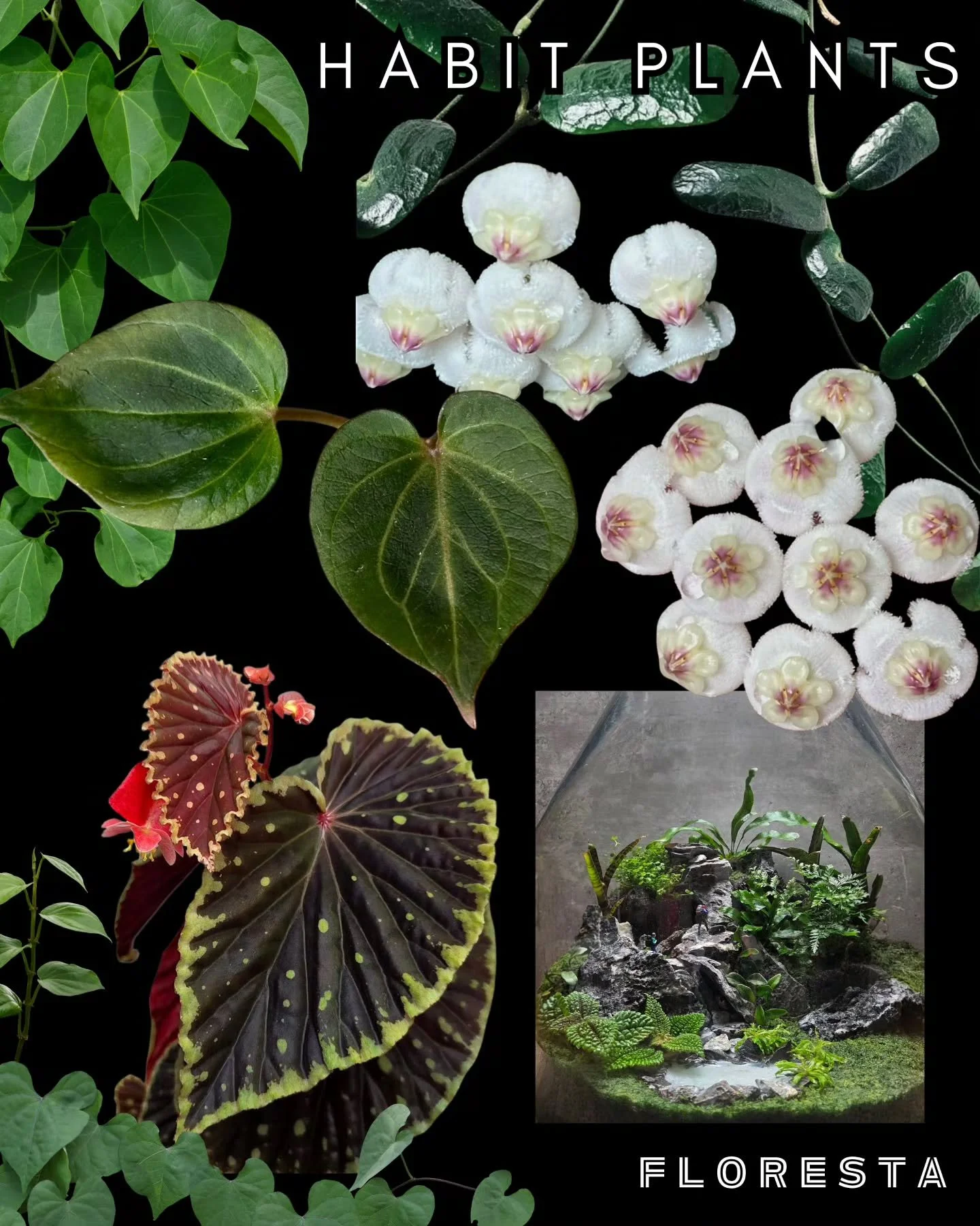 FLORESTA STALLHOLDER SPOTLIGHT:
@habit_plants
Hoyas, Aroids, Begonias In Terrariums, oh my!
Make sure to check out HABIT's terrarium workshops & free talks on Hoya growing in Melbourne, too.
More details at www.aroids.net/florestamelbourne-2025