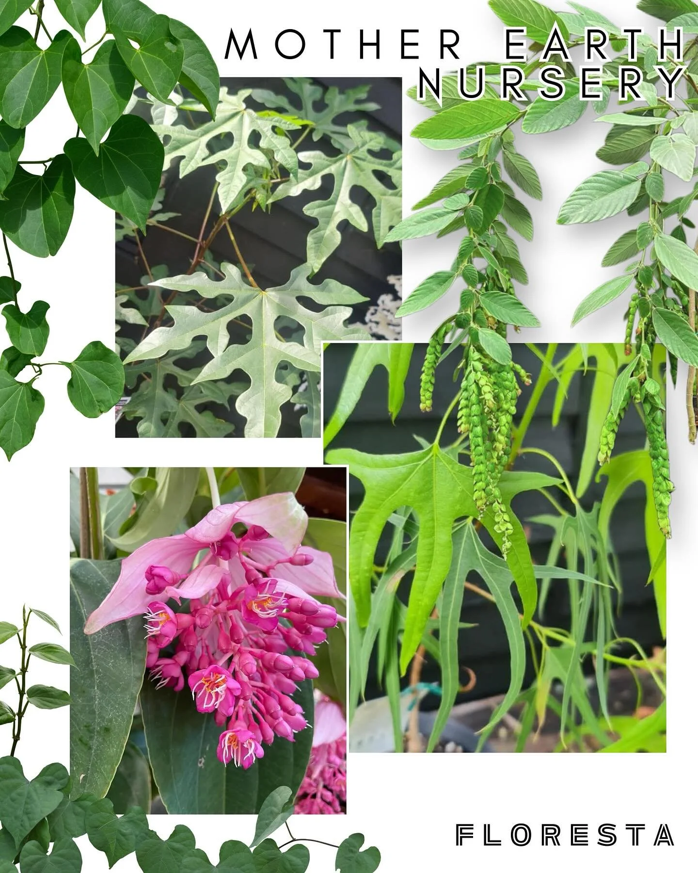 FLORESTA STALLHOLDER SPOTLIGHT:
@motherearthnursery
Rare outdoor and tropical plants. Specialists in Medinilla, Ferns, Hydrangea and other botanical oddities.
More information at https://www.aroids.net/florestamelbourne-2025
Tickets on sale now.
@