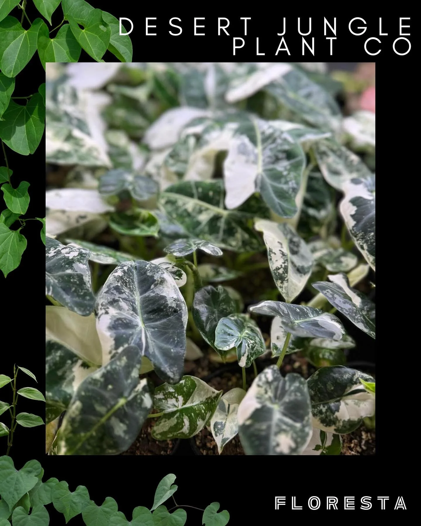 FLORESTA STALLHOLDER SPOTLIGHT:
Desert Jungle Plant Co.
Visiting from ACT, specialising in rare and collectors tissue culture plants, selected and grown for accessibility and vigour.
More information at www.aroids.net/florestamelbourne-2025
Ticket