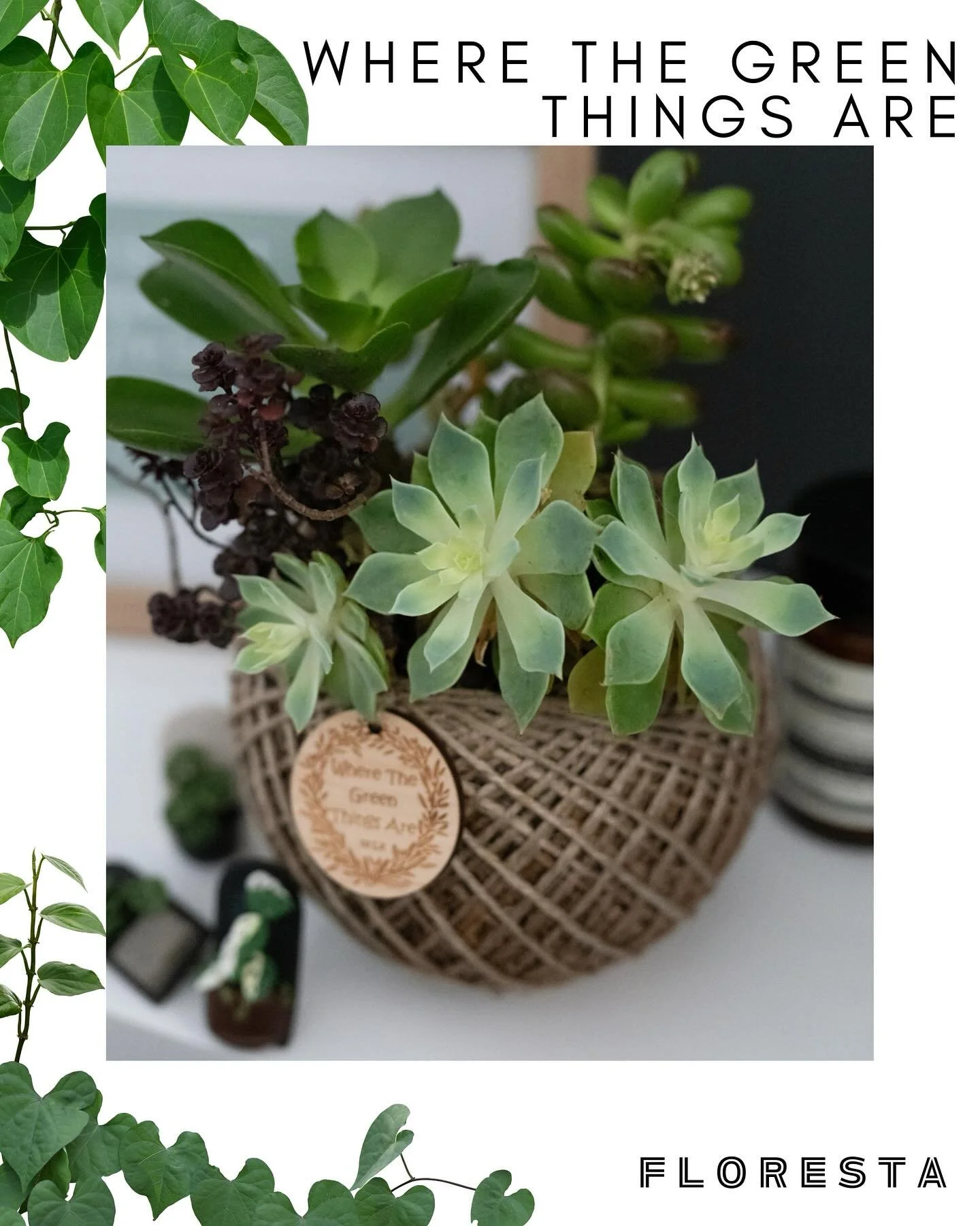 FLORESTA STALLHOLDER SPOTLIGHT:
@wherethegreenthingsare83
Modern kokedama and planty polymer clay accessories.
Make sure to book in for a kokedama workshop with Lil, too!
More details at www.aroids.net/florestamelbourne-2025
Tickets on sale now!
@ar