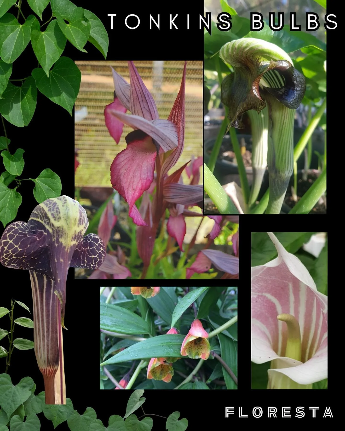 FLORESTA STALLHOLDER SPOTLIGHT:
@tonkinsbulbs 
The experts in rare and collectable bulbs, corms, seeds and perennials!
Don’t miss Jane’s talks on Arisaema care and cultivation! 
More information at https://www.aroids.net/florestamelbou