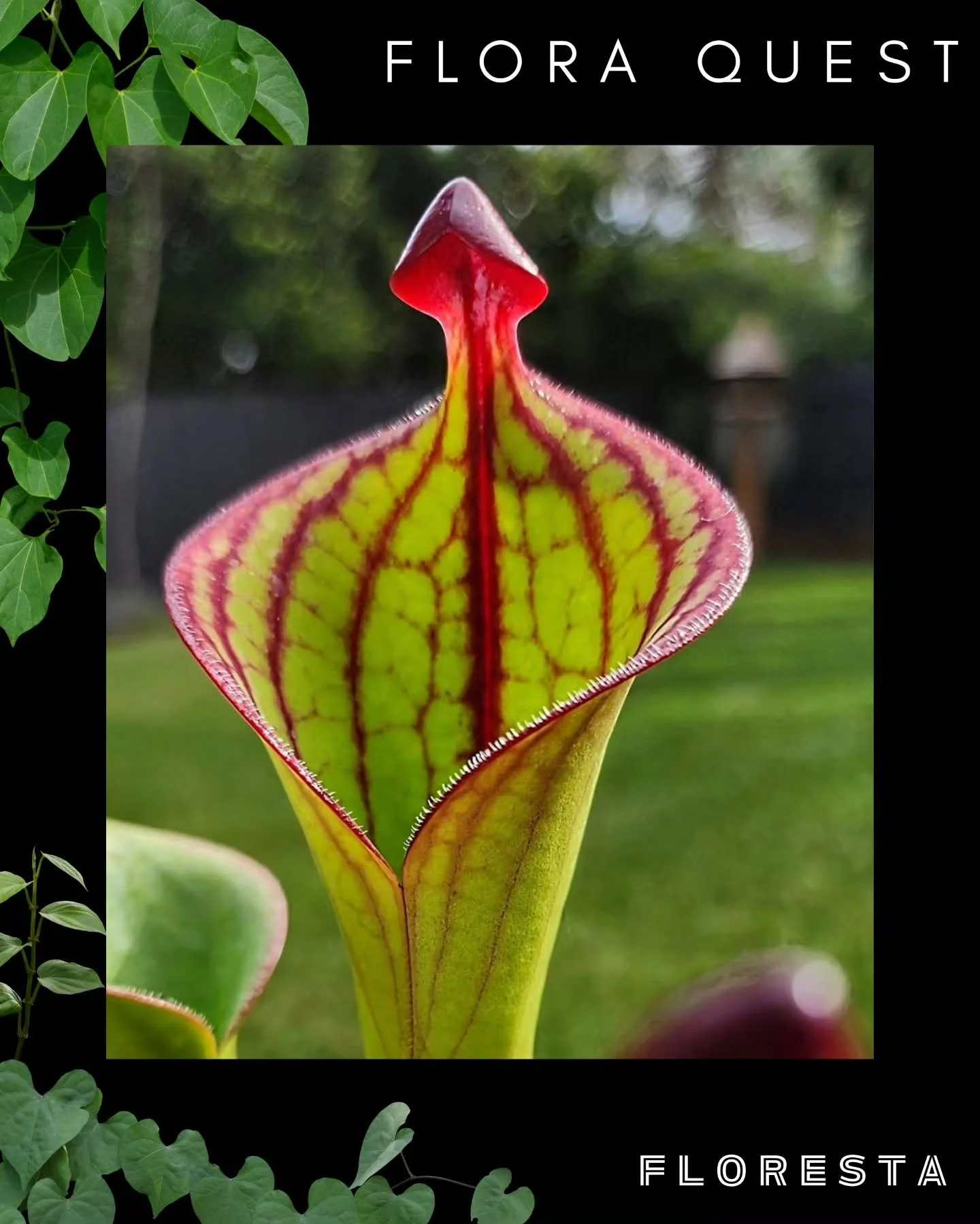FLORESTA STALLHOLDER SPOTLIGHT:
@flora.quest 
The weird, wonderful, colourful world of carnivorous plants.
More info at www.aroids.net/florestamelbourne-2025 
Tickets on sale NOW!