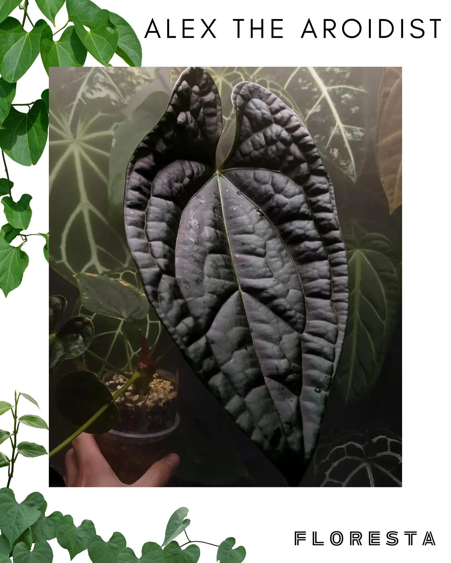 FLORESTA STALLHOLDER SPOTLIGHT:
@alexthearoidist 
Make sure you catch Alex for some incredible anthuriums! 
More information at https://www.aroids.net/florestamelbourne-2025
Tickets available via the link above! 
@aroidsocietyau #alexthearoidist #