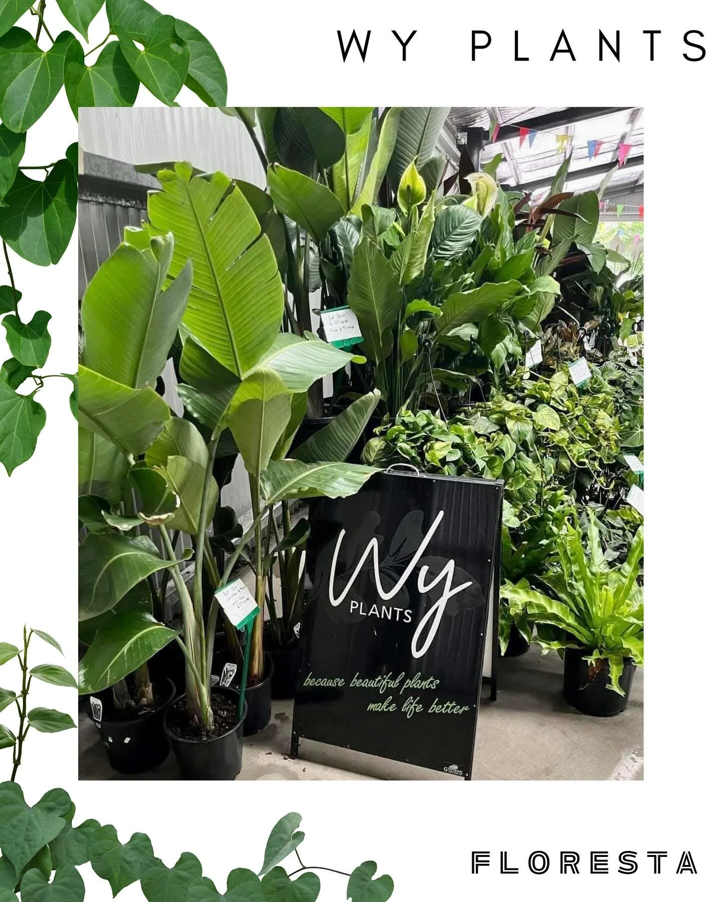 FLORESTA STALLHOLDER SPOTLIGHT:
@wy.plants
Create your perfect jungle, indoor or out
More information at www.aroids.net/florestamelbourne-2025
Tickets on sale now.
@aroidsocietyau #florestamelbourne #florestadetropical