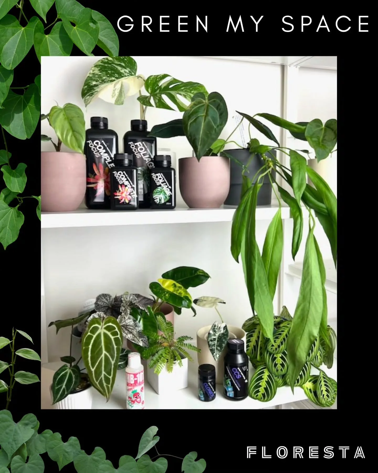 FLORESTA STALLHOLDER SPOTLIGHT:
@greenmyspace.com.au 
Rare plants, gorgeous ceramics, premium nutrients and growing accessories galore.
Tickets on sale now
www.aroids.net/florestamelbourne-2025