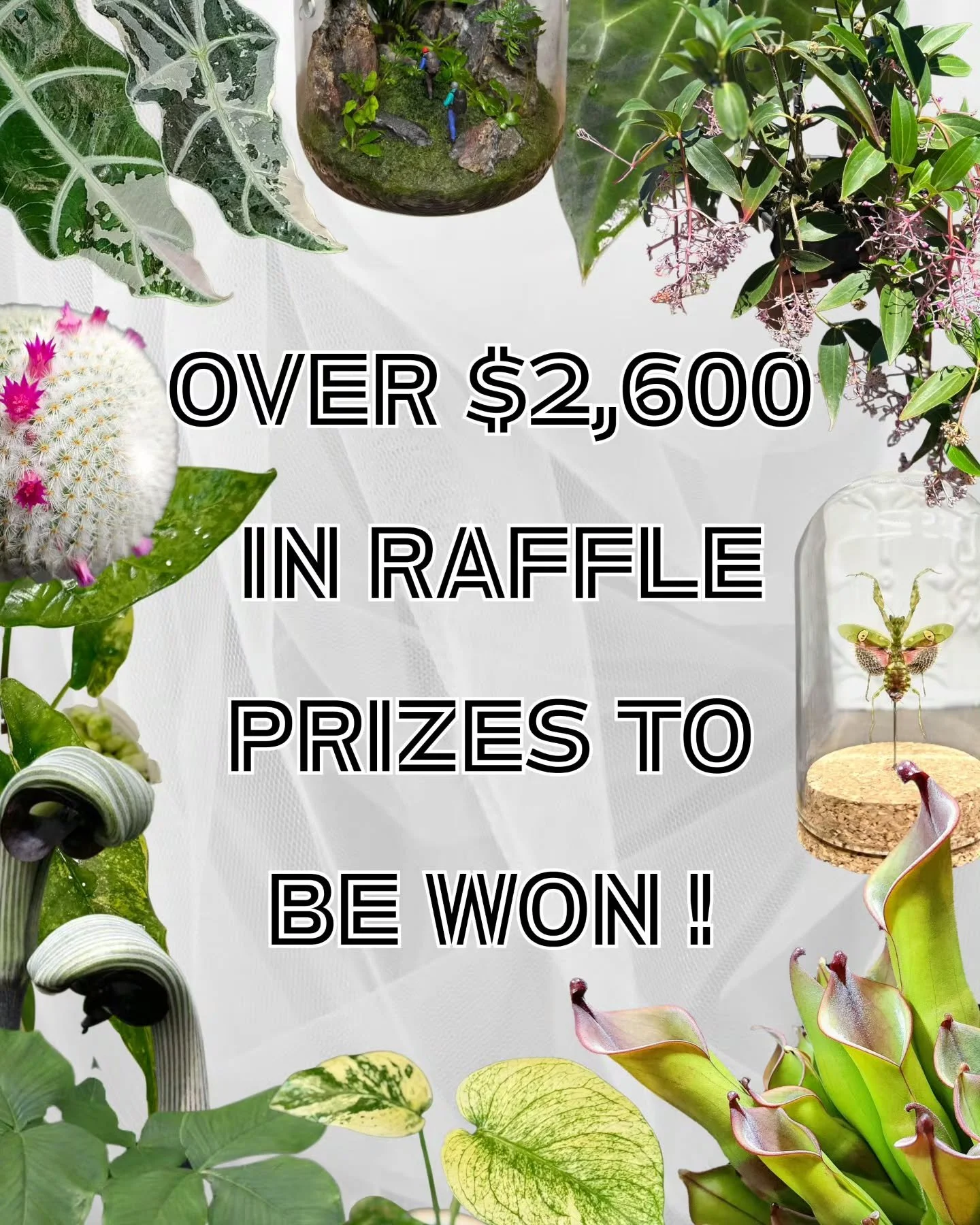 FLORESTA RAFFLE
Thanks to our fabulous stallholders and supporters, you could win one (or more) of six fabulous prize packs. Tickets are only $5 each with the winner drawn at 1pm on Sunday at Floresta, with proceeds going to the @aroidsocietyau for f