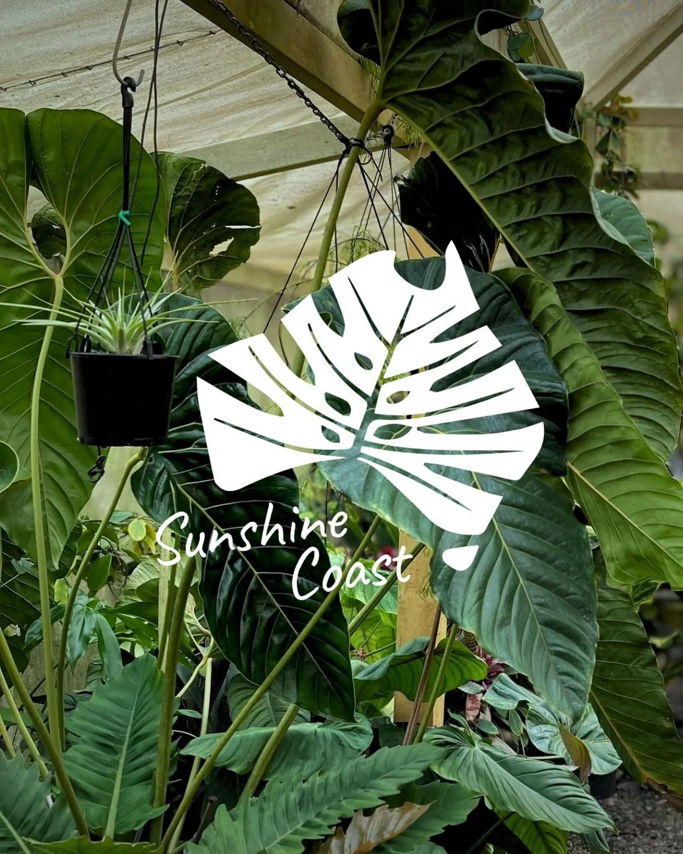 The Aroid Society of Australia (ASA) presents the South East Queensland (SEQ) Christmas Meet Up, kindly hosted by Stan and Jane Walkley&rsquo;s at their beautiful garden and home on the Sunshine Coast, with a post-meet up lunch at the local pub!

The