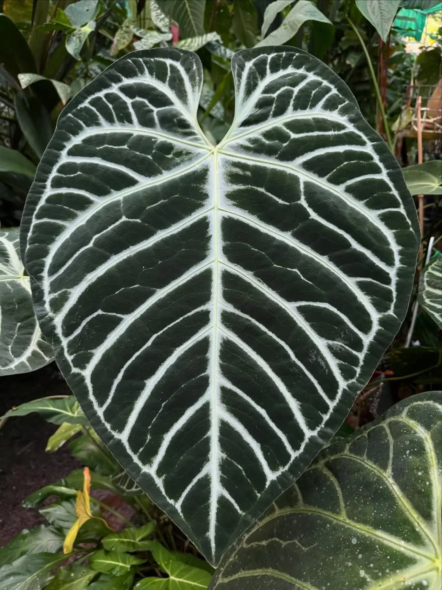 🌿 Anthurium Regale Hybrid 

Repost from @equatorialflora

Sundays leaf is an eye catching regale hybrid 😀 

#anthuriumhybrid #silverveins #crystallinum #lovelyleaves #regalehybrid #plantcollectors #equatorialexotics #leavesonlyleaves #aroidsocietya