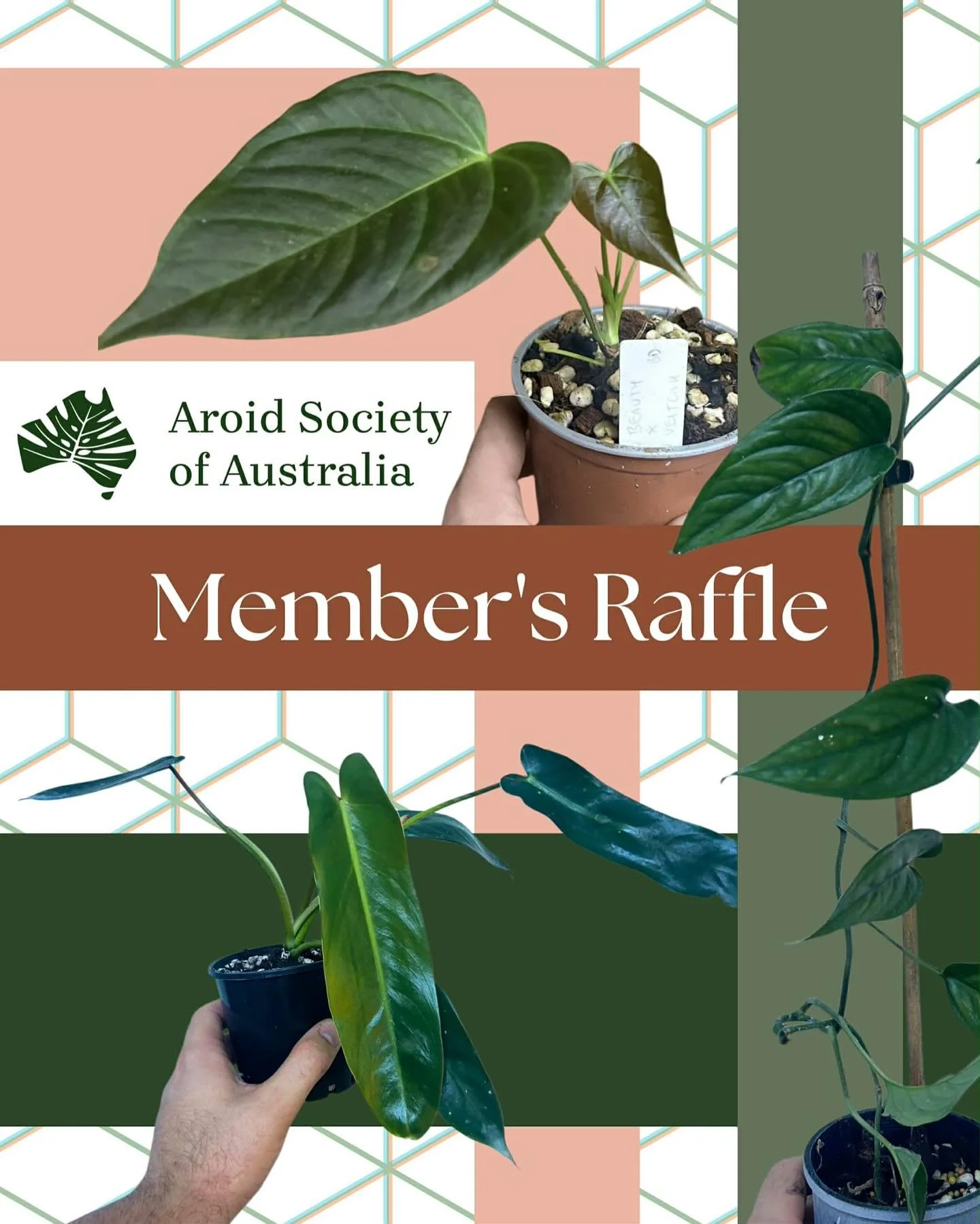 The society is pleased to announce the return of our well-known Members Only raffle!

The draw taking place on the Sunday 7th December 11am (AEST) at our recently announced SEQ Christmas meet up in the Sunshine Coast; with the prizes as followed:

1s