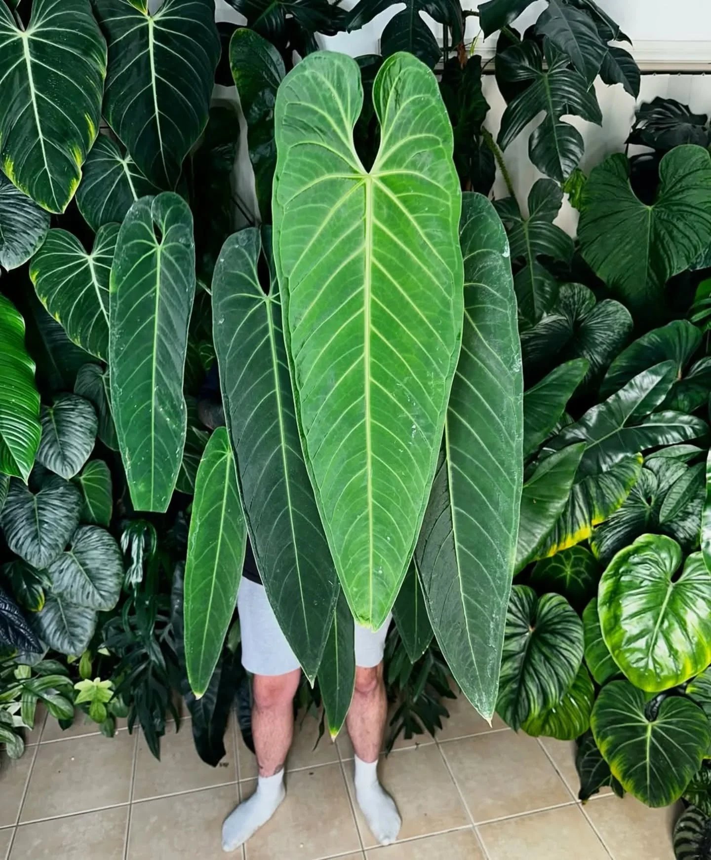 🌿 Anthurium panamense x warocqueanum
📷 Repost from @plantsbycallum 

#anthuriumhybrid #anthurium #anthuriumpanamense #anthuriumwarocqueanum
