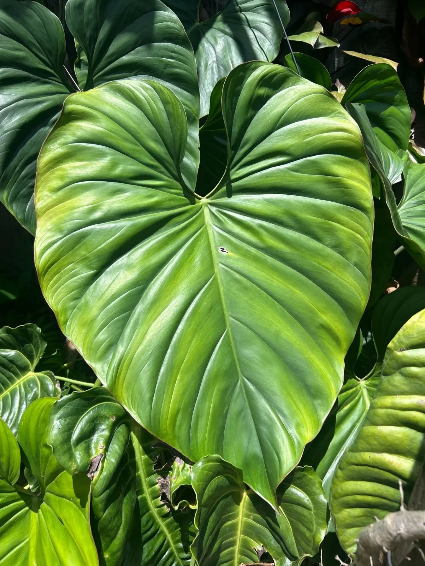 Snapshots from our SEQ meet up at Stan and Jane Walkley's place on Sunday by @plantyandy! Thanks for hosting and sharing your stunning plant collection! 

Watch the reel by @mother_of_leafy_boiz for more highlights! 

#ASASEQ #aroidsocietyau #aroidso