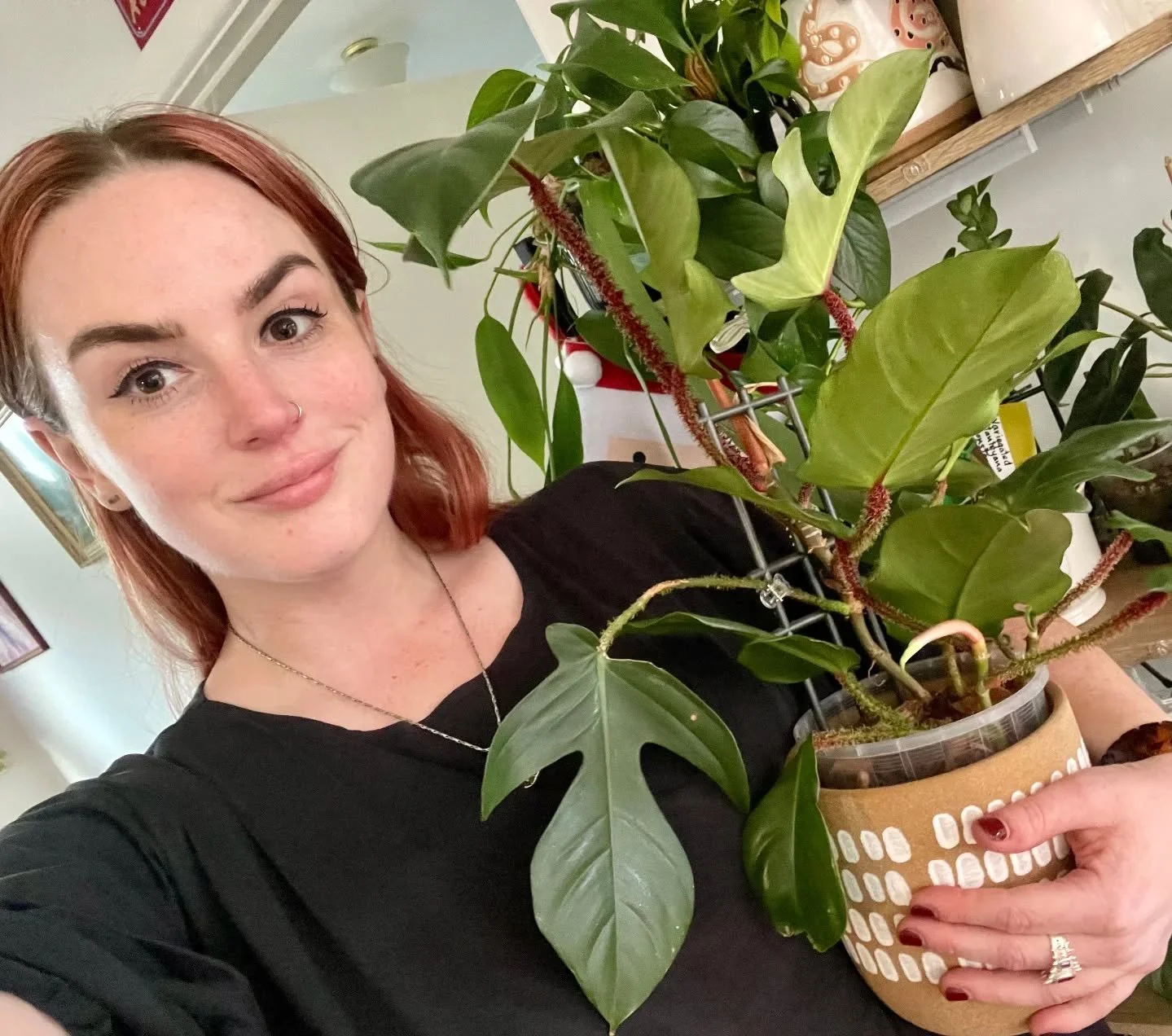 ✨ ASA Member Highlight: Victoria Rep Kayla (@kaylabreexo)

Are you a member that has a story to share? Message us and we'll tell you how!

1. What&rsquo;s your all-time favourite aroid, and why does it have your heart?
The Philodendron Verrucosum, wi