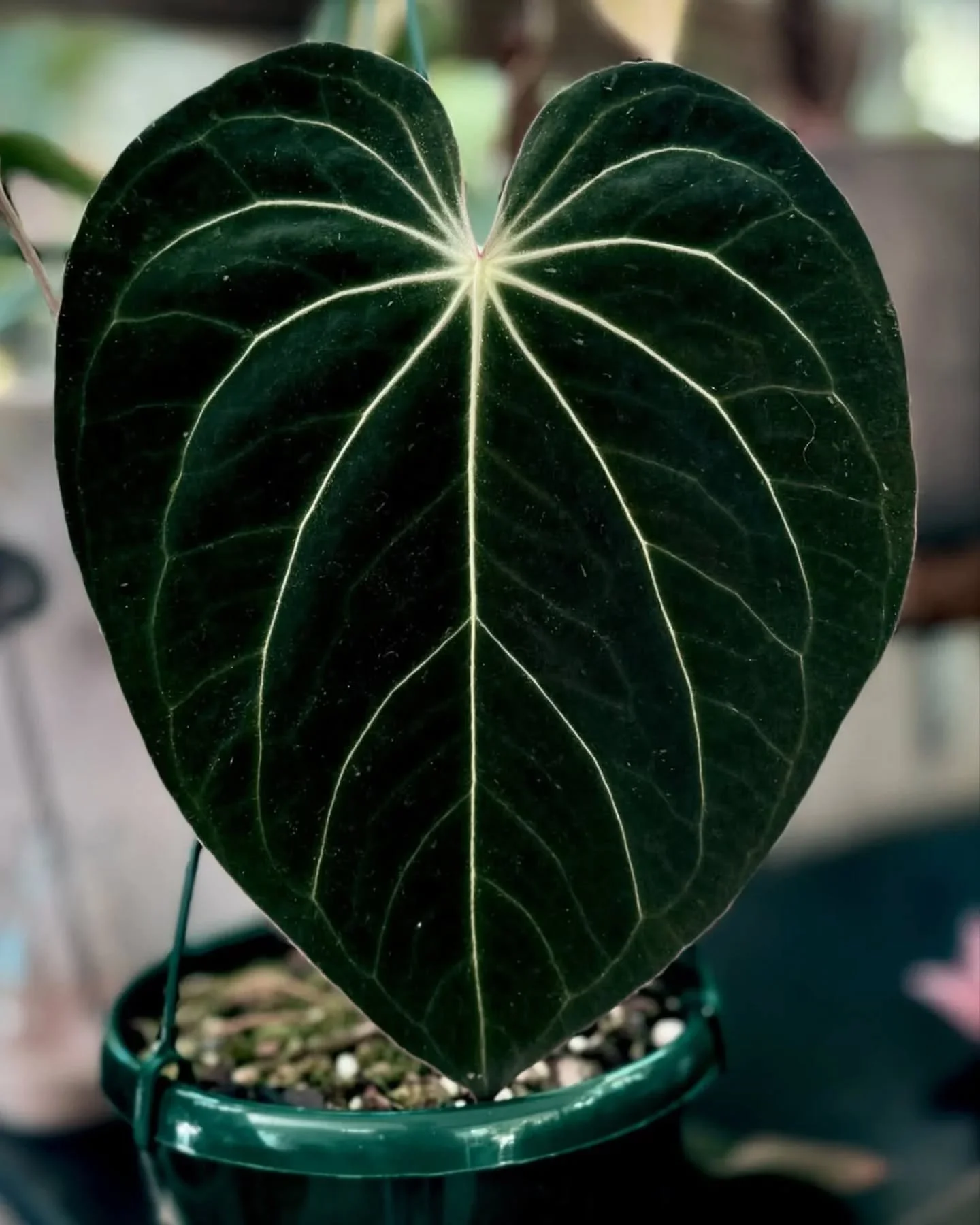🌿 Anthurium forgetii x X crystallinum x
📸 Repost from @endlessly_gardening 

Don't forget to follow us for more awesome aroids

#anthuriumforgetii #anthuriumcrystallinum #anthuriumlovers
