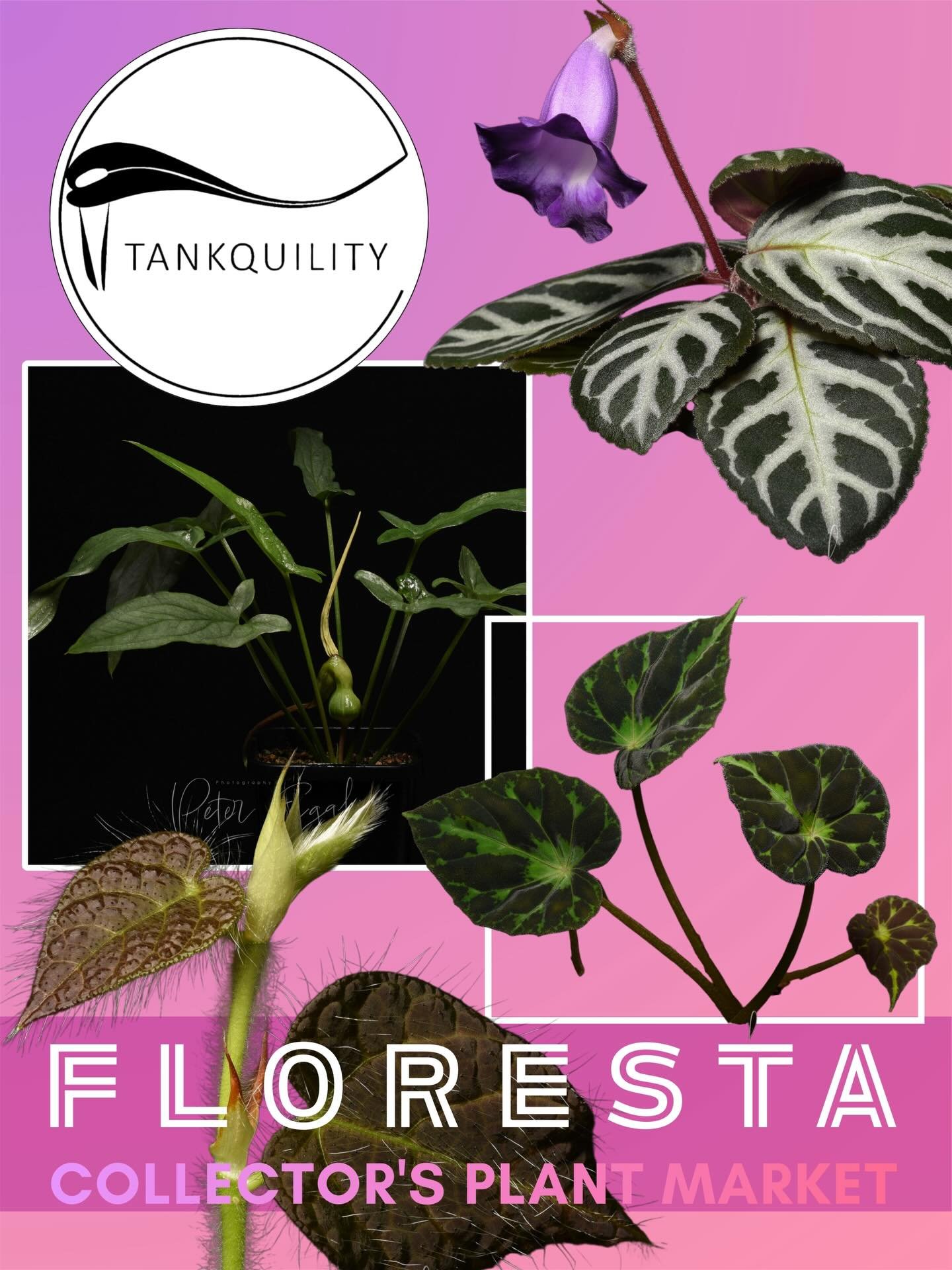 FLORESTA VENDOR SPOTLIGHT 

@tankquility_plants 

Tankquility is a small, boutique nursery based in northern NSW, specialising in aquatic, semi-aquatic, and humidity-loving plants. Tankquility propagates rare and unusual species to ensure they remain