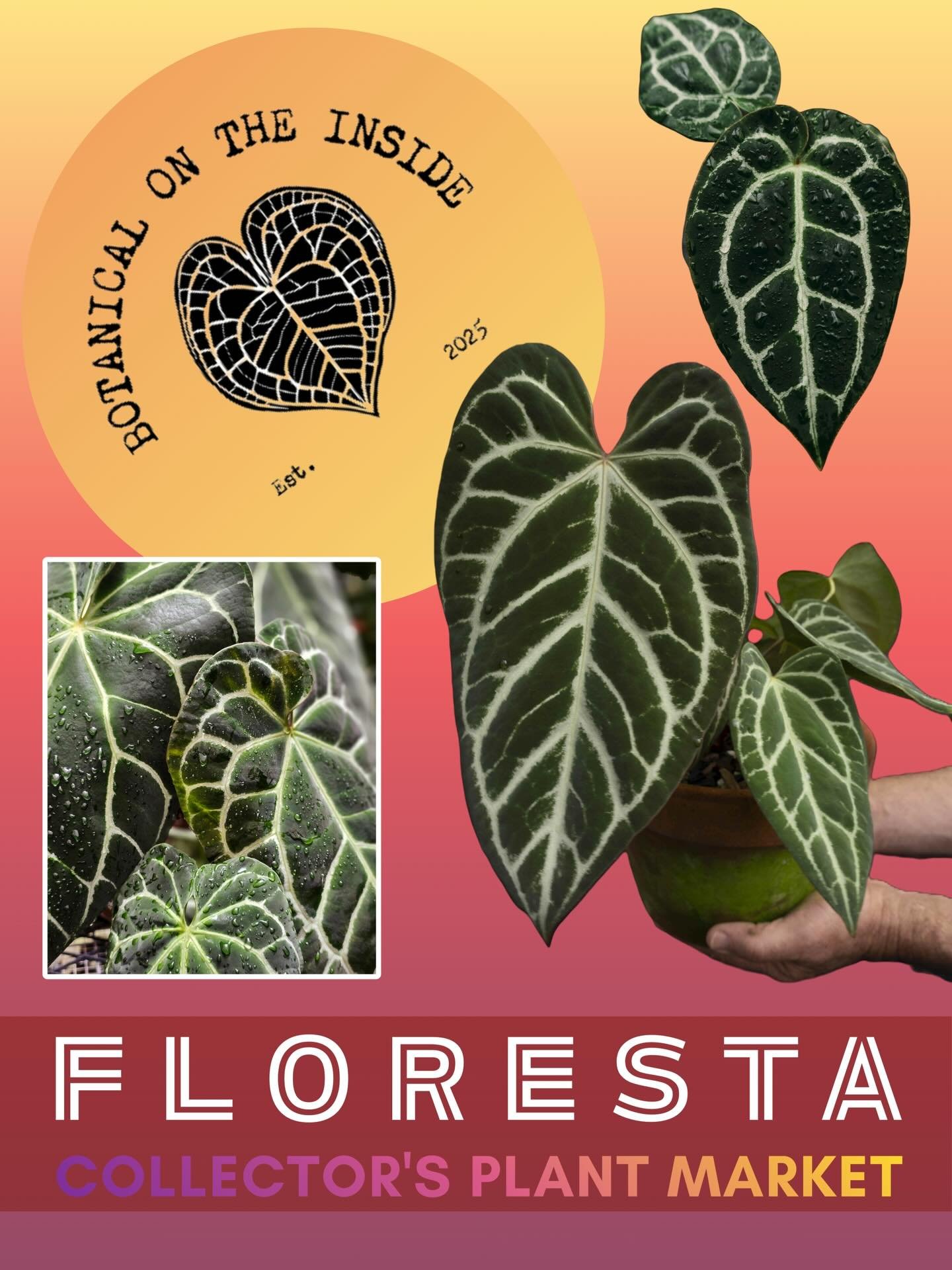 FLORESTA VENDOR SPOTLIGHT 

@botanical_on_the_inside 

We&rsquo;re very excited to have Suzy and team on board for Floresta! 

They are a small plant-based business focused on rare plants including aroids with Anthurium, Philodendron and other specie