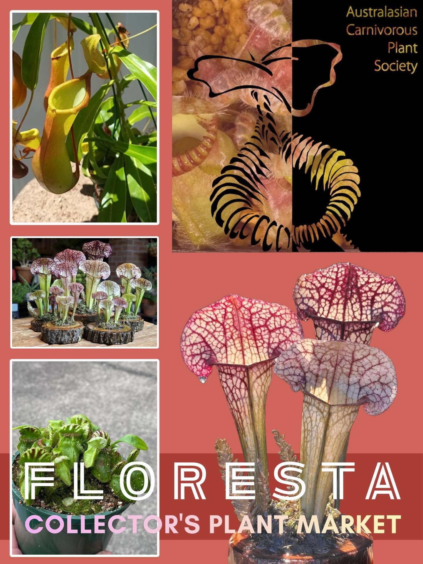 FLORESTA VENDOR SPOTLIGHT 

@auscps 

A fellow not for profit society focused on promoting community awareness of carnivorous plants and their preservation due to the negative effects of habitat destruction and poaching. 

We will have members sellin