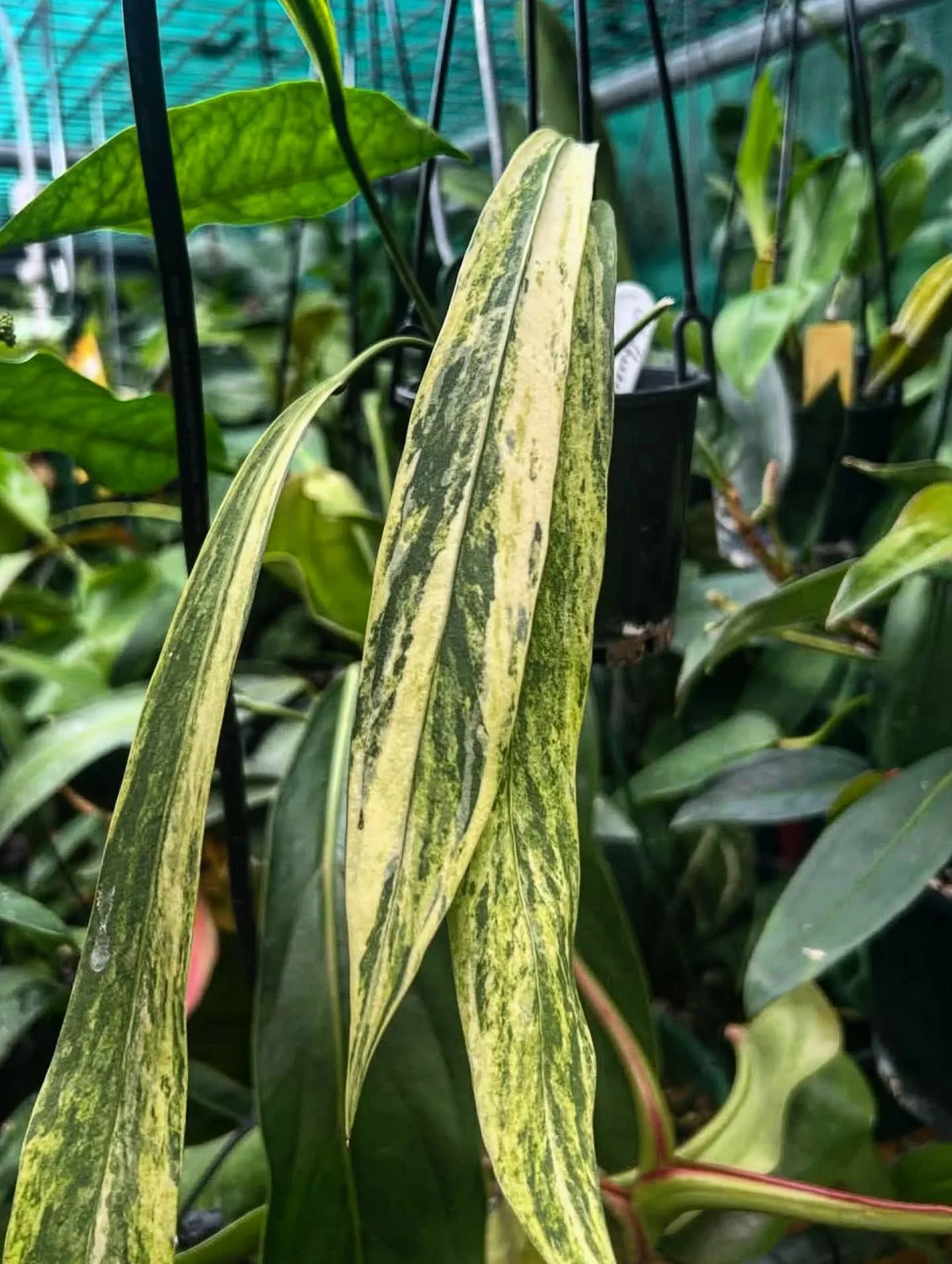 What a stunning strap leaf!

🌿 Anthurium Vittarifolium Verigated
📸 Reposted from @plantyandy

#anthuriumvittarifolium #pendentanthurium #variegatedplants