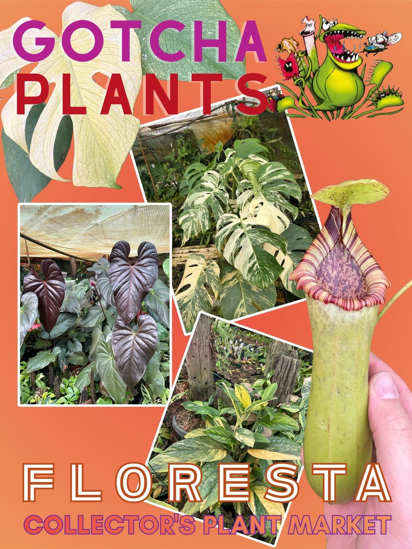 Gotcha Plants

We are a Sunshine Coast based boutique nursery specializing in collectable aroids and carnivorous plants stocking a great range for the collector or for those just starting your journey into growing plants 

For more info or to purchas