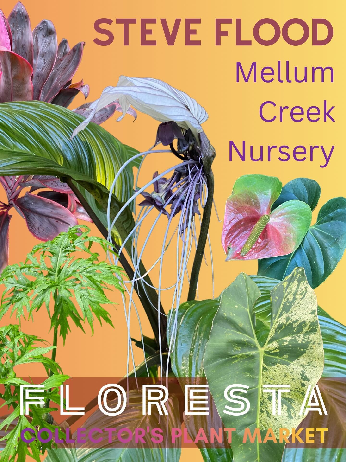 FLORESTA VENDOR SPOTLIGHT 

Mellum Creek (Steve Flood)

Steve is no stranger to those in the plant game here in SEQ. 

He Is known for having one of the most amazing collection and variety of plants with Steve also being a regular at our ASA events w