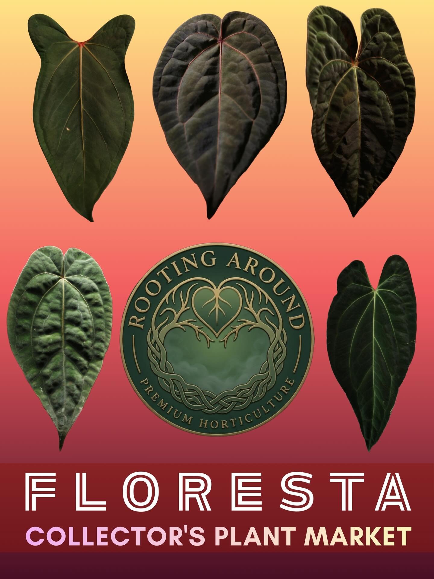FLORESTA VENDOR SPOTLIGHT 

@rooting.around 

Rooting Around is a Brisbane based collector of rare &amp; hard-to-find Anthuriums you won&rsquo;t see every day. 

Our Anthuriums are sourced from some of the biggest and best collections in Australia, a