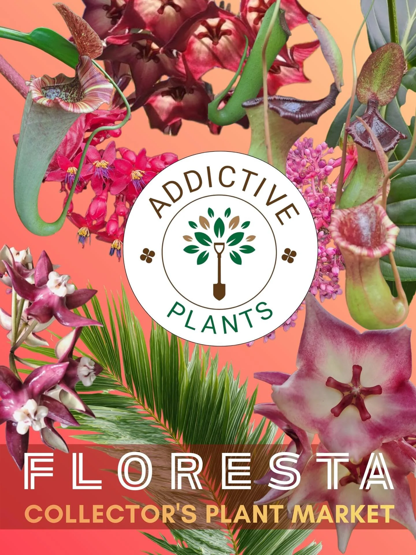 FLORESTA VENDOR SPOTLIGHT 

@addictiveplantsnursery 

Steve has been collecting plants for at least the last 40 odd years and has been mixing with the bees knees of the Australian horticulture industry. He has a great variety of plants including over