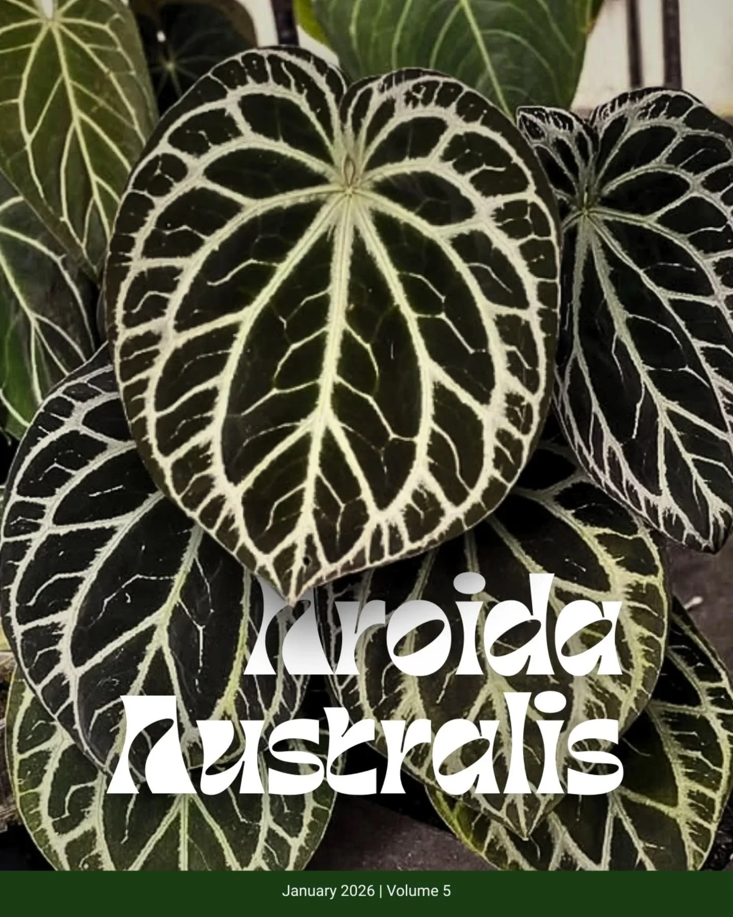 ICYMI: Our bumper edition of Aroida Australis is out now! 🎉 Swipe to see some highlights and let us know what you liked about this edition in the comments. 

#aroidsocietyau #aroidaaustralis #plantmagazine