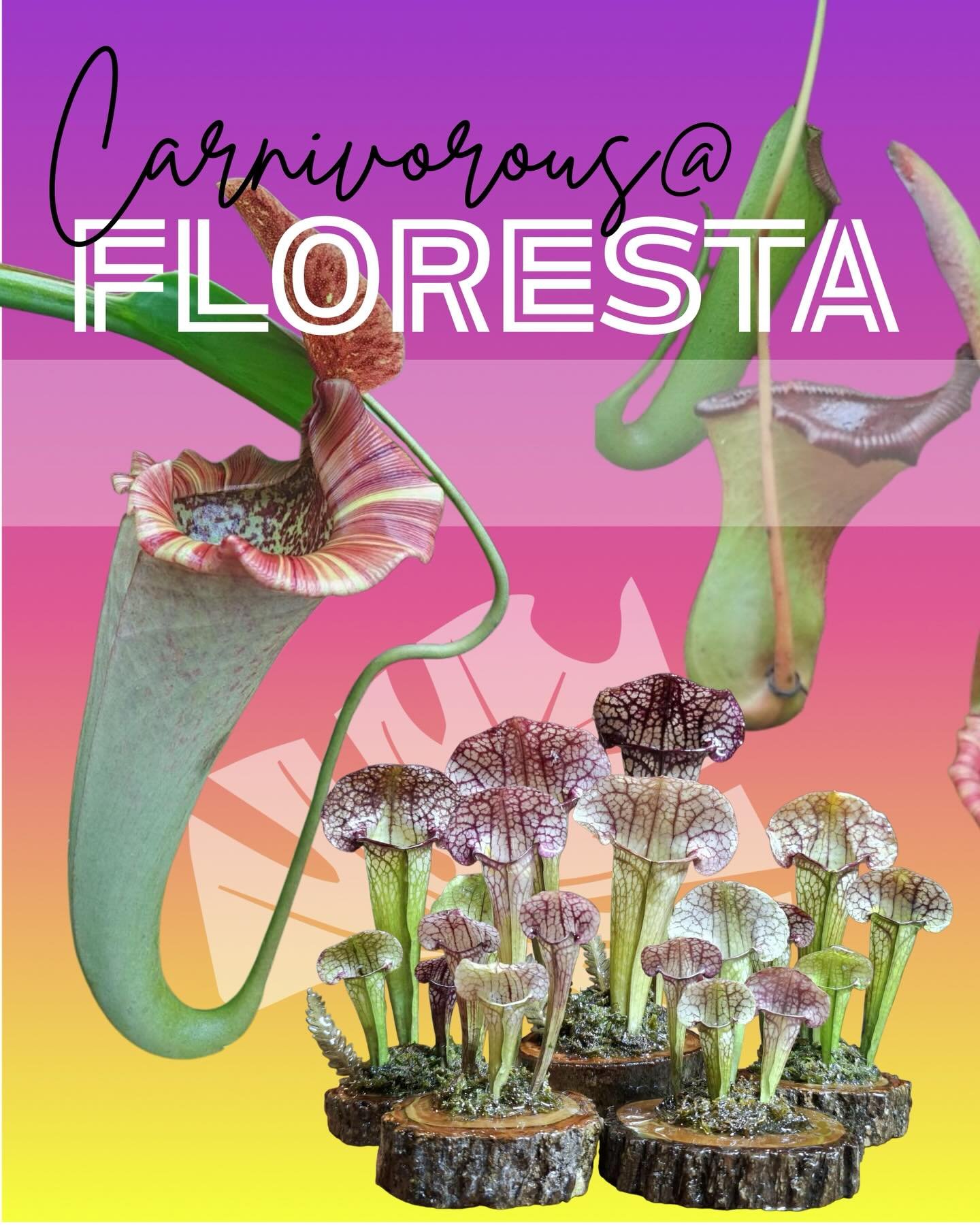 Carnivorous Plants @ FLORESTA 

Come and check out the large range of carnivorous plants available at Floresta!  @auscps @gotchaplants @addictiveplantsnursery 

For more info or to purchase tickets please head to Tickets &amp; Info Here

We&rsquo;ll 