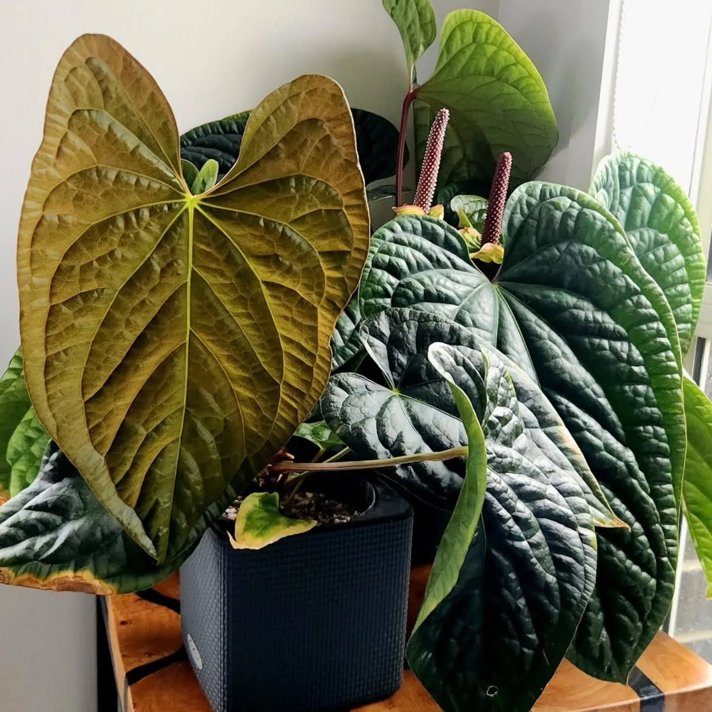 🌿 Anthurium Radicans x Luxurians
🌿 Anthurium Luxurians x Papillilaminum

📷 @foliagefolly 

#anthuriumluxurians #anthuriumradicans #anthurium #anthuriumhybrid #anthuriumlovers
