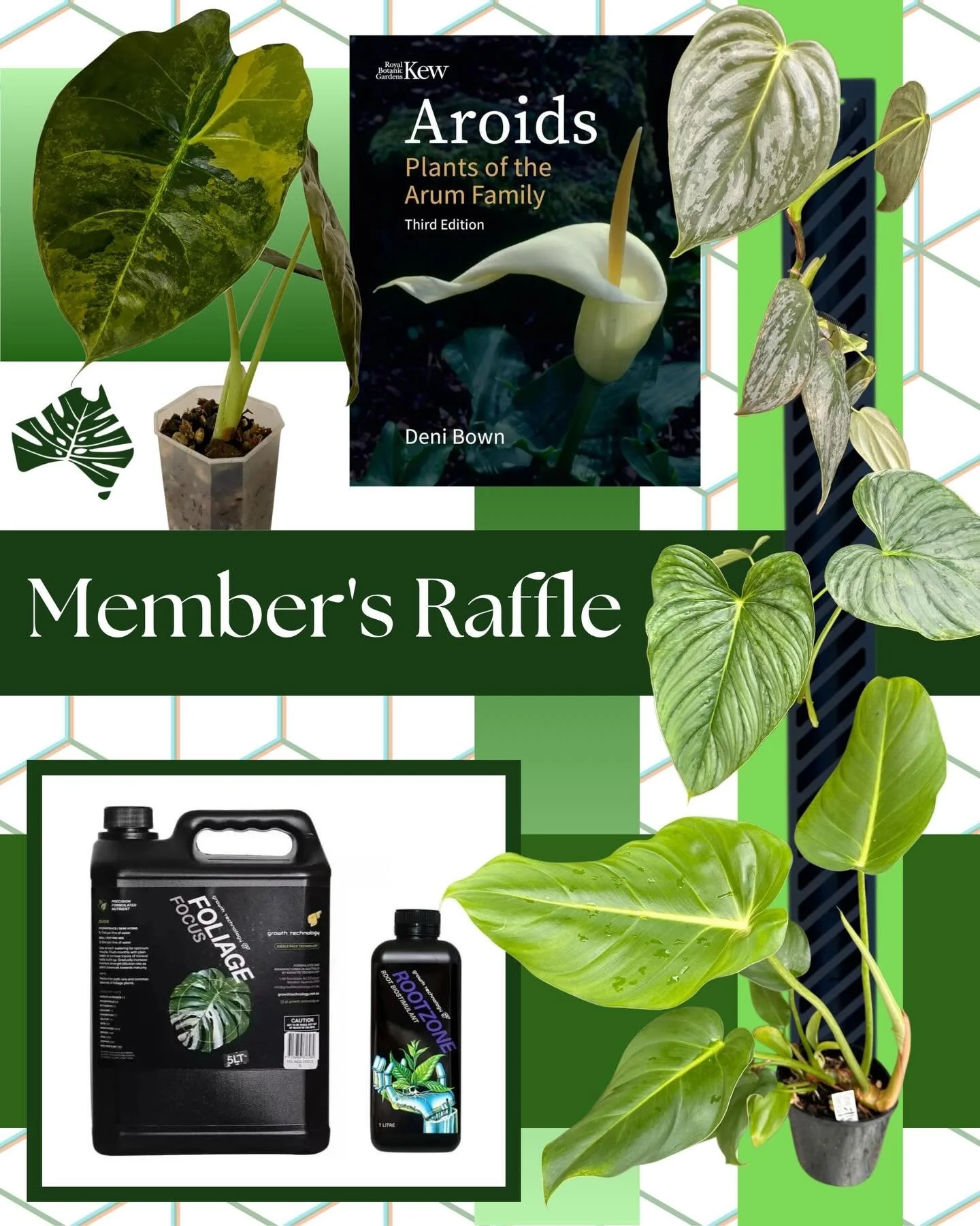 The society is pleased to announce the return of our Members Only raffle!

The draw taking place on the Sarurday 14th of March 2026 at 1:00pm at our recently announced Sydney meet up; with the prizes as followed:

1st Alocasia &lsquo;Golden Bone&rsqu