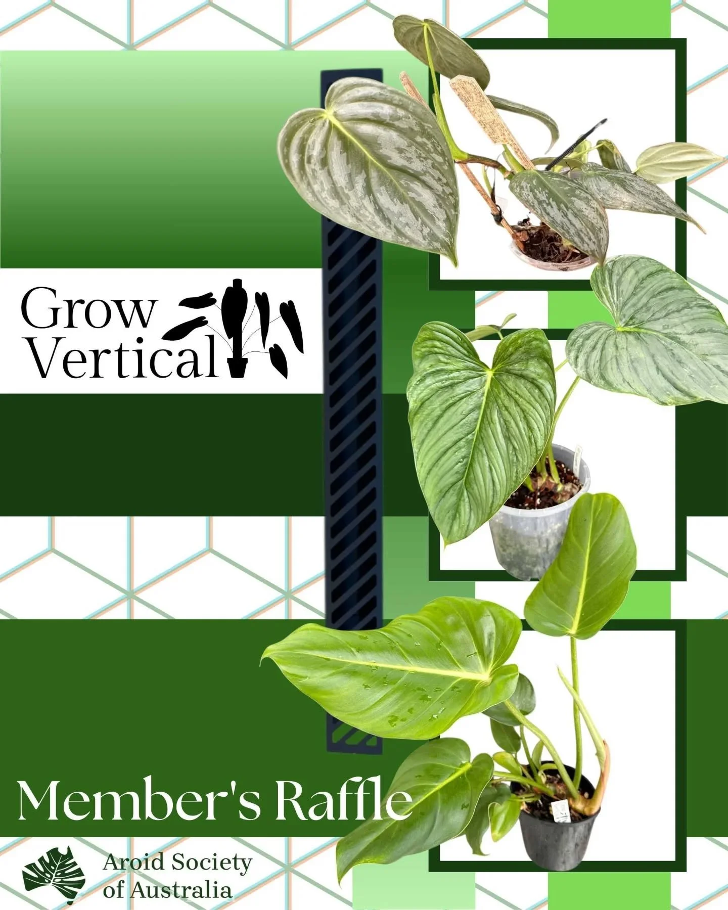 🚨 Last Calls for entry into our Members Only Raffle! 🚨

The draw taking place on the Saturday 14th of March 2026 at 1:00pm at our recently announced Sydney meet up; with the prizes as followed:

1st 🥇
Alocasia &lsquo;Golden Bone&rsquo; aurea varie