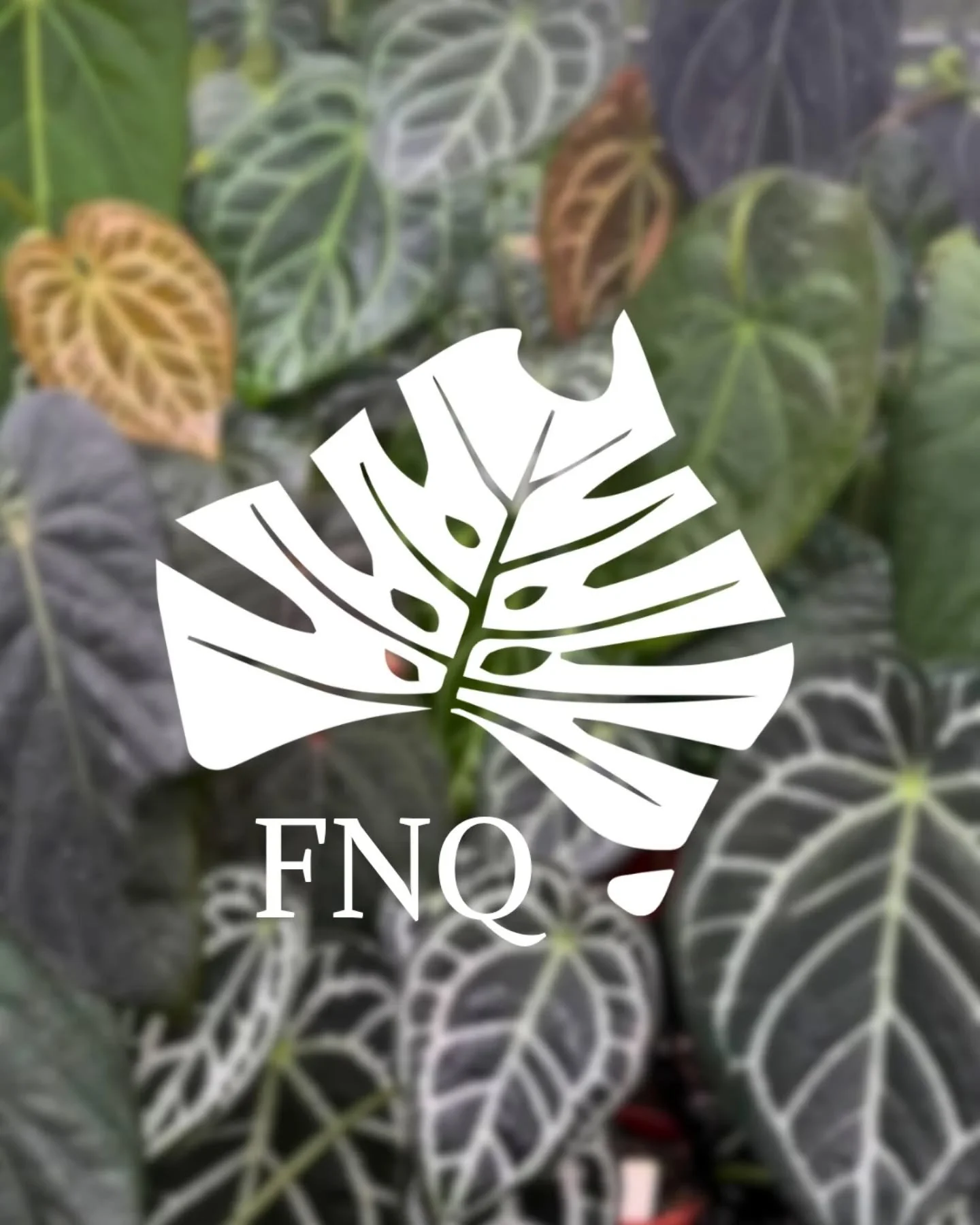 FNQ Meet Up is Happening 28th March!

We are pleased to invite you to the Aroid Society of Australia (ASA) first FNQ meet-up of 2026!

When: 10am - 2pm Saturday 28th of March 
Where: Whyanbeel (Details in Email)
 
This will be a fantastic opportunity