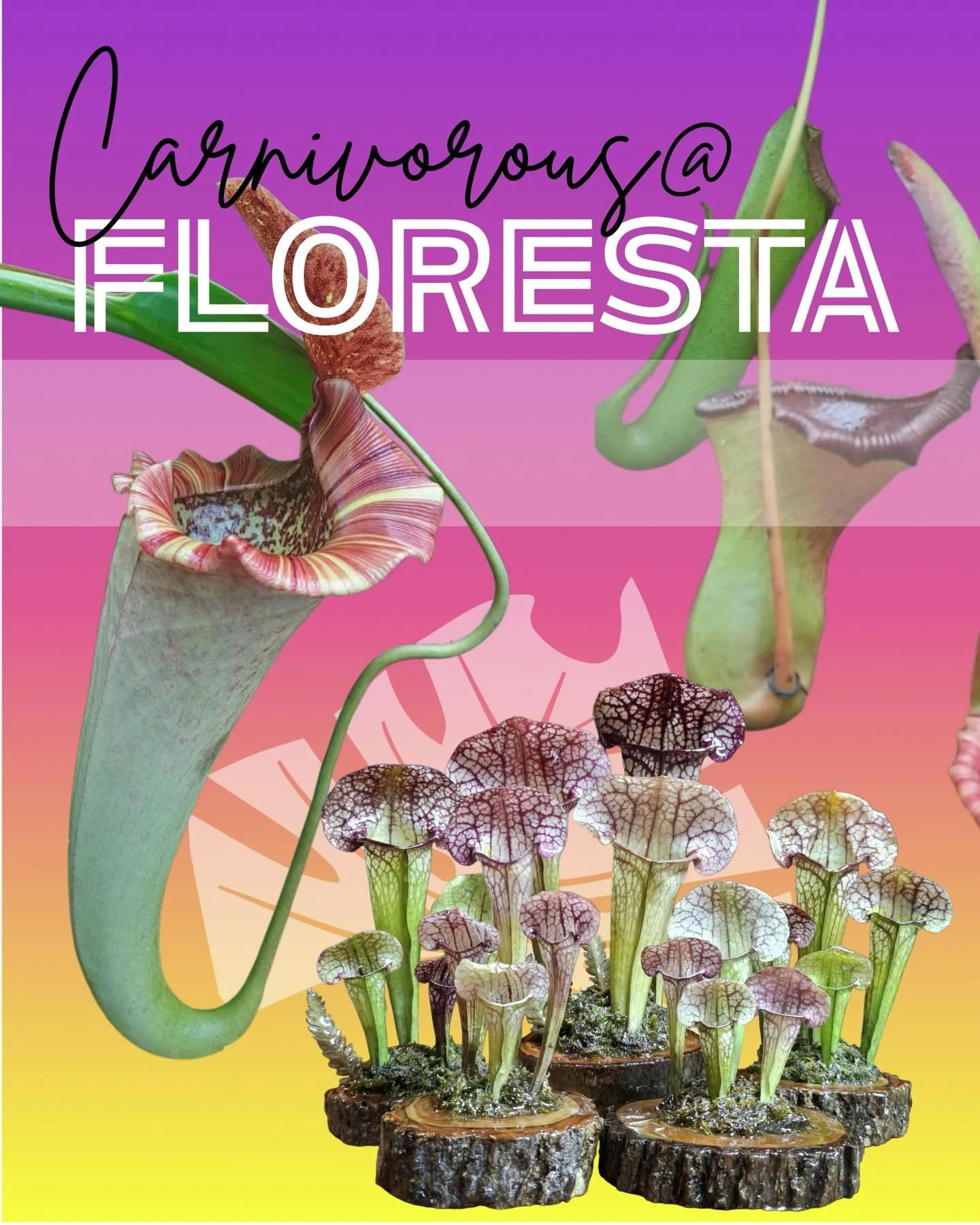 Carnivorous Plants @ FLORESTA 

Come and check out the large range of carnivorous plants available at Floresta!  @auscps @gotchaplants @addictiveplantsnursery 

For more info or to purchase tickets please head to Tickets &amp; Info Here

We&rsquo;ll 