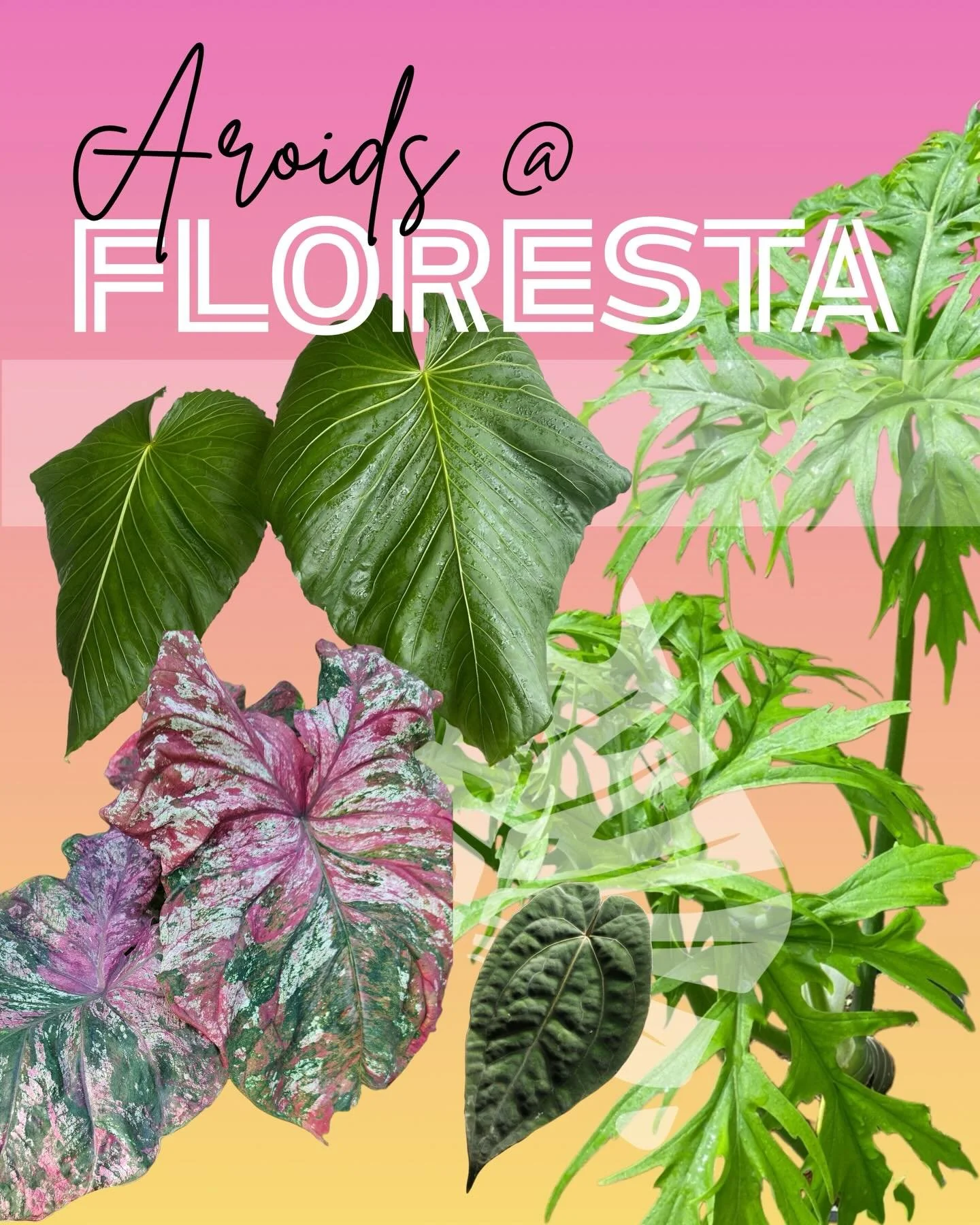Highlighting just some of the aroids you might find at Floresta from our vendors and ASA Members Sale table.  For more info or to purchase tickets please head to Tickets &amp; Info Here

We&rsquo;ll see you at Floresta!

#floresta #florestabrisbane #