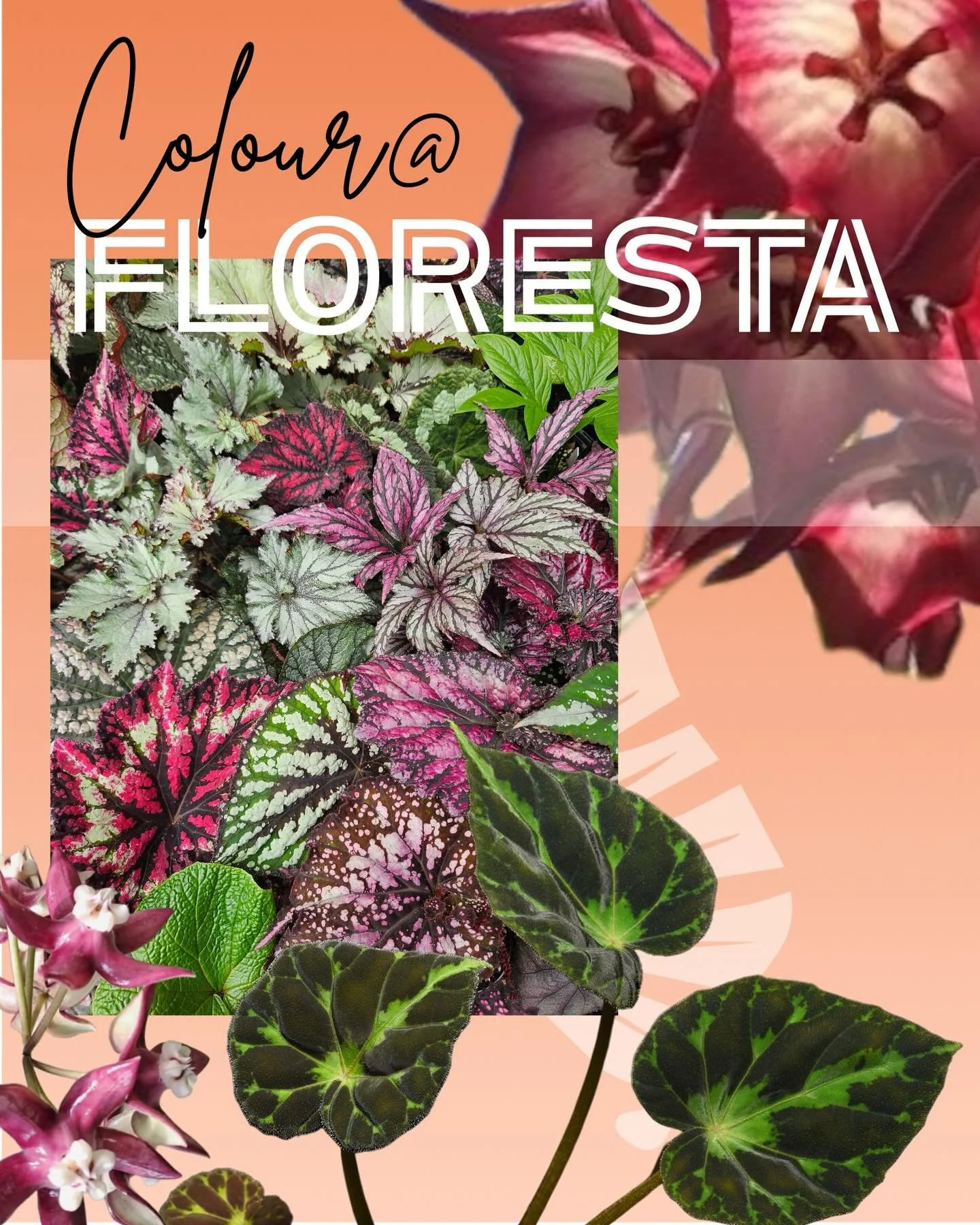 Begonias and Hoyas @ FLORESTA 

Come and check out the large range of Begonias and Hoyas available at Floresta! @tankquility_plants @happyhippyplants  @addictiveplantsnursery @steve flood @Lee Thorneycroft 

For more info or to purchase tickets from 