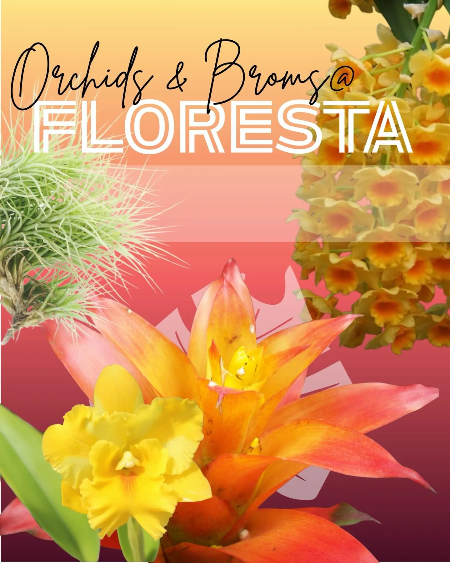 Tillandsia, Bromeliads &amp; Orchids
@ FLORESTA 
@orchid.mania @brucedunstan @addictiveplantsnursery @poshplantsnursery @airdictionplants
It&rsquo;s not just aroids! Come and check out the diverse range of plants available at Floresta! 

For more inf