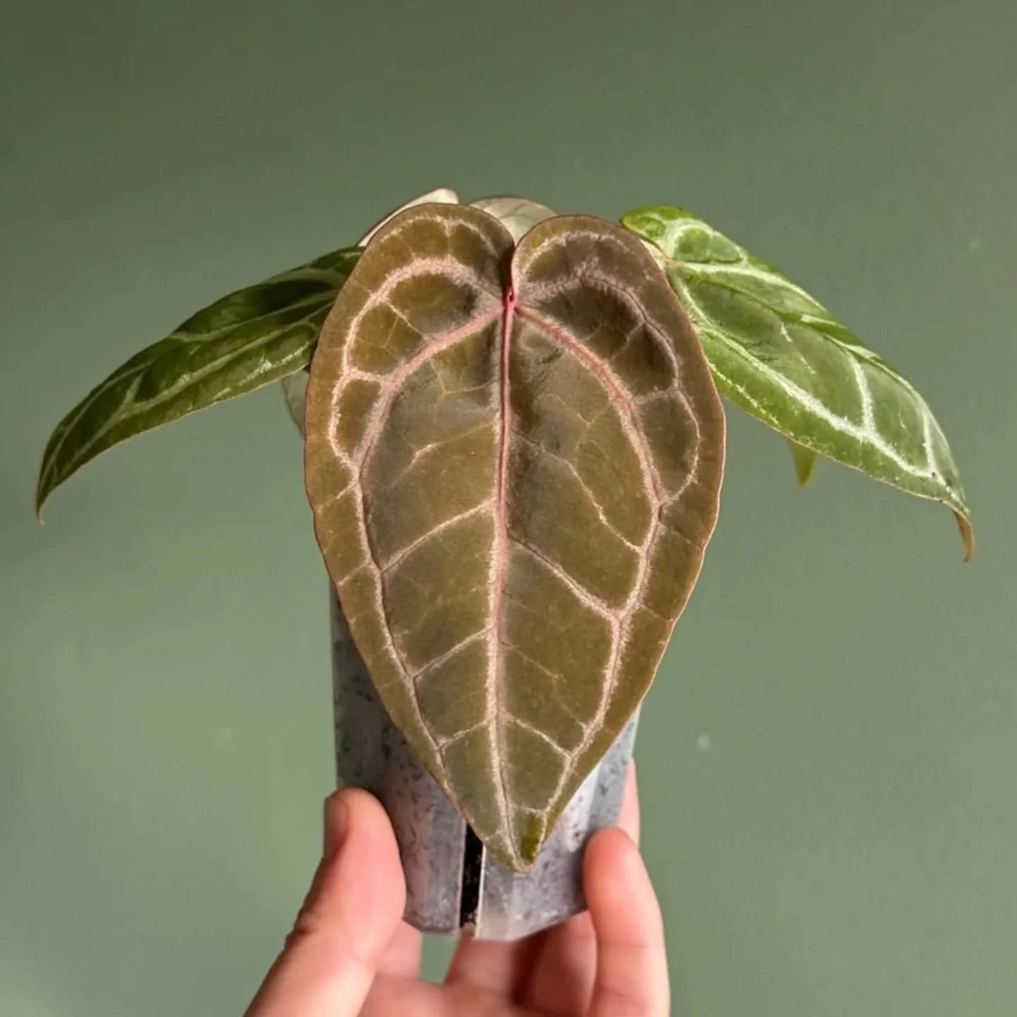 📸 @princeofanthurium
🌿 Anthurium tezula red crystallinum

#anthuriumtezularedcrystallinum #anthurium #anthuriumlovers #anthuriums #anthuriumcollector