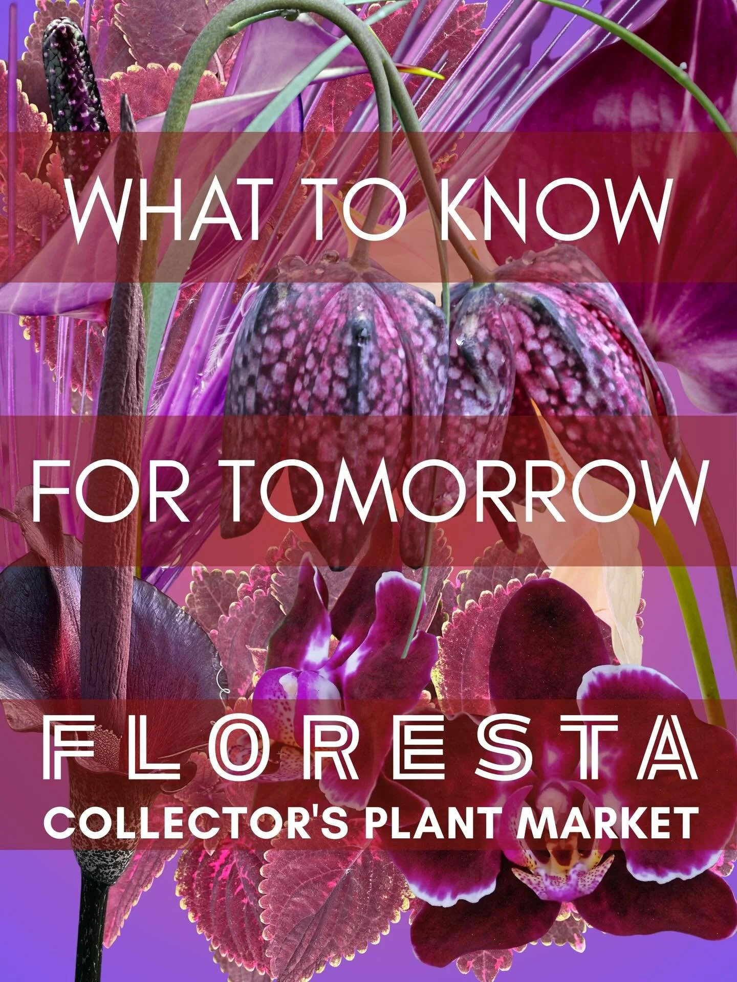 We hope that you&rsquo;re looking forward to Floresta!
Just a couple of quick reminders to help the day run smoothly:
Entry to the venue is off Old Cleveland Road from the West bound lane. Follow along Main Dr turning left down Pistol Parade where yo