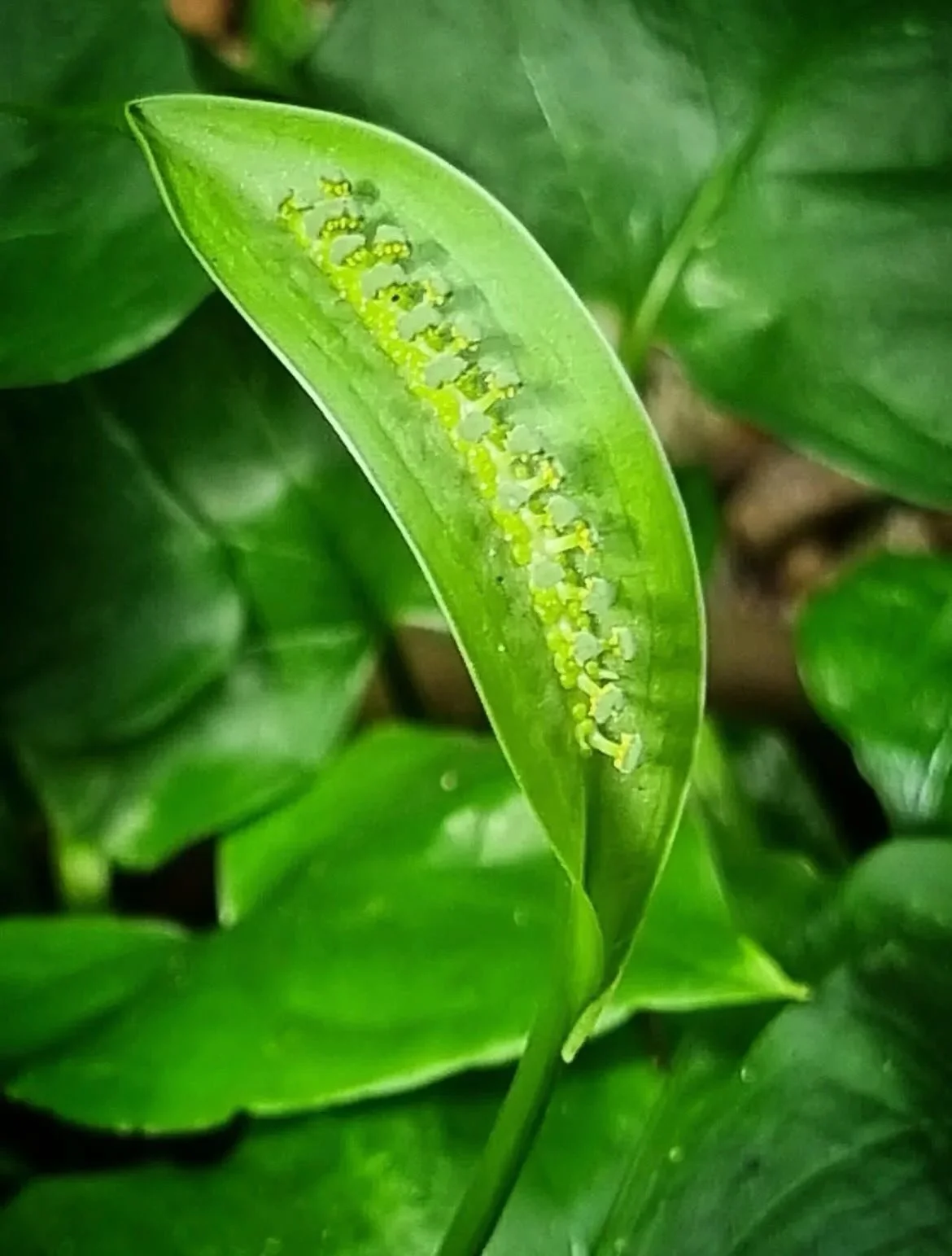 An unusual aroid you don&rsquo;t see every day 🌿✨
Spathicarpus sagittifolius showing off its unique form. One for the true collectors. ❤️

📸 Repost from @tropicgardenrevelations 
#spathicarpasagittifolia #aroid #rareplants #tropicalplants