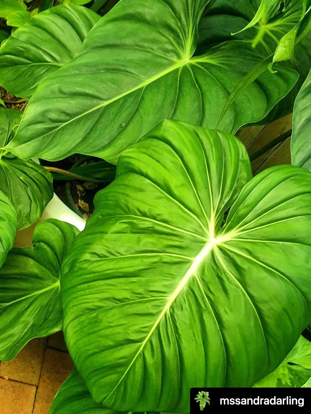 A gorgeous Philodendron moment 🌿✨

📸 Repost from @mssandradarling
#philodendronpastazanum #philodendrondeanmcdowell #philodendrongloriosumxpastazanum #aroidsocietyau #aroidaddicts