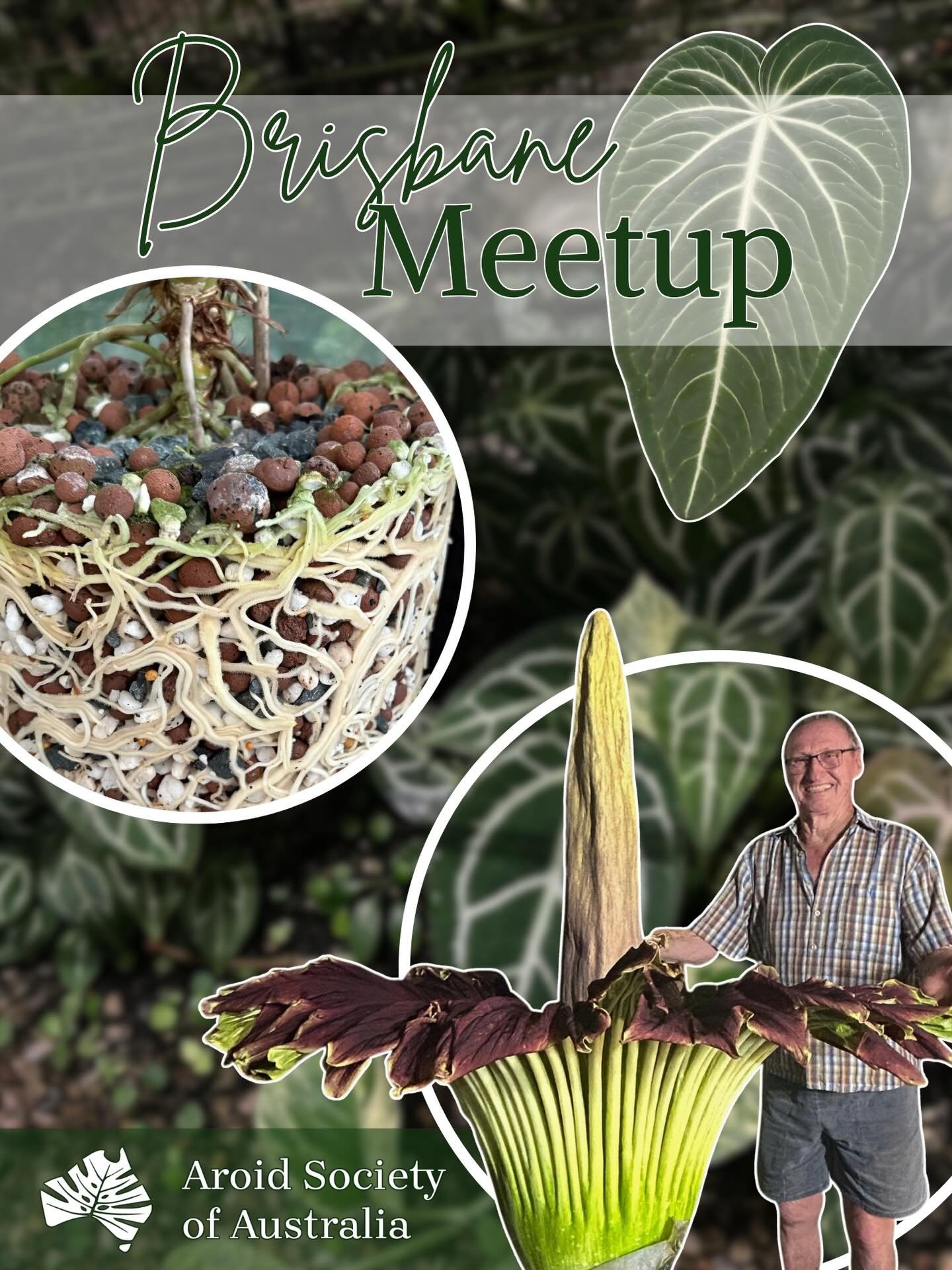 We are pleased to invite you to the Aroid Society of Australia (ASA) Autumn 2026, South-East Queensland meet up.

This meet up will be held in Brisbane, at the Brisbane Botanic Gardens Mount Coot-Tha Auditorium, Mount Coot-Tha Rd, Toowong, on Thursda