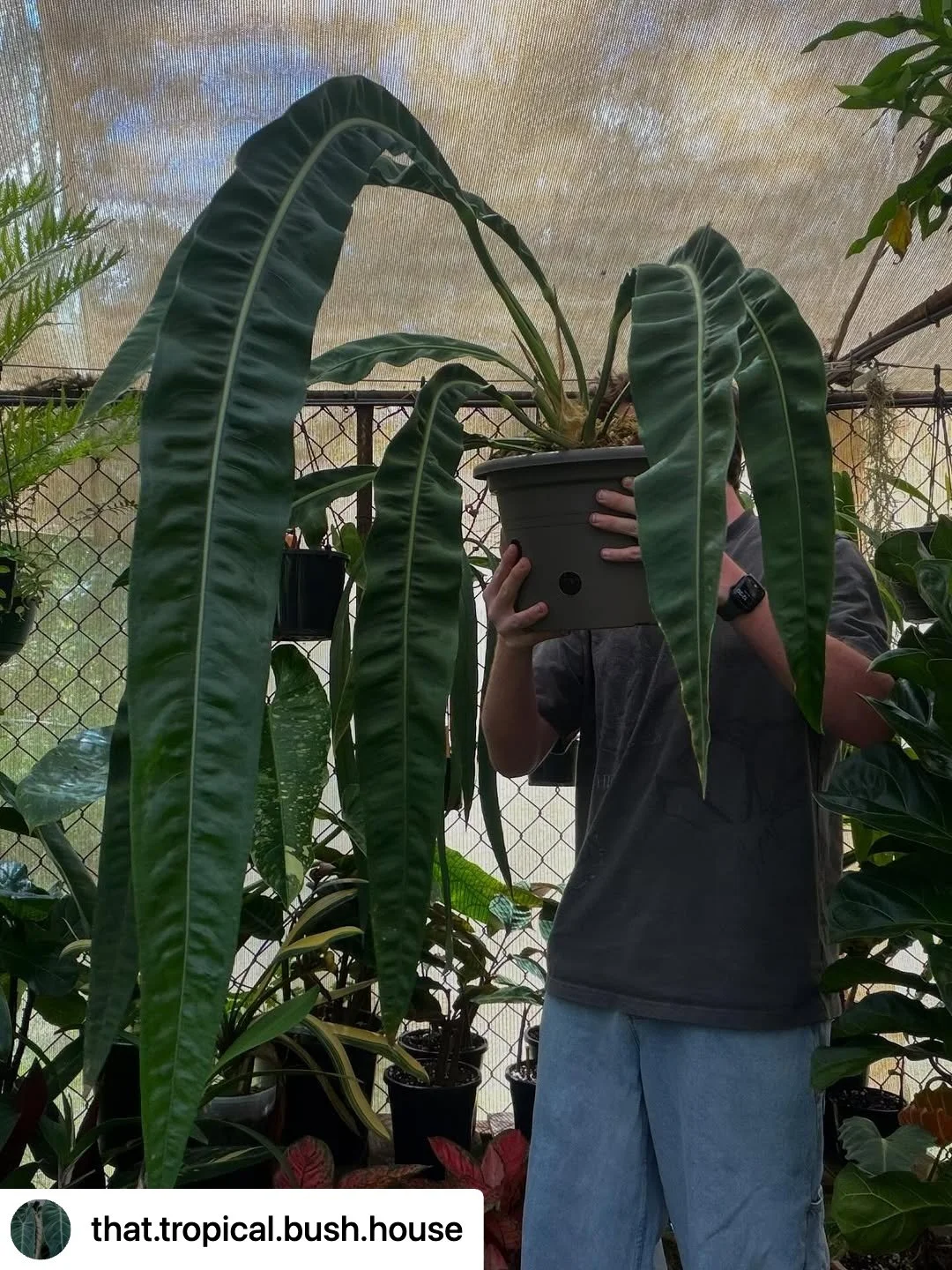 Anthurium sp. 'Morona.

📸 Repost from @that.tropical.bush.house
#anthruiumspmorona #anthurium #aroidsocietyau #aroidaddicts