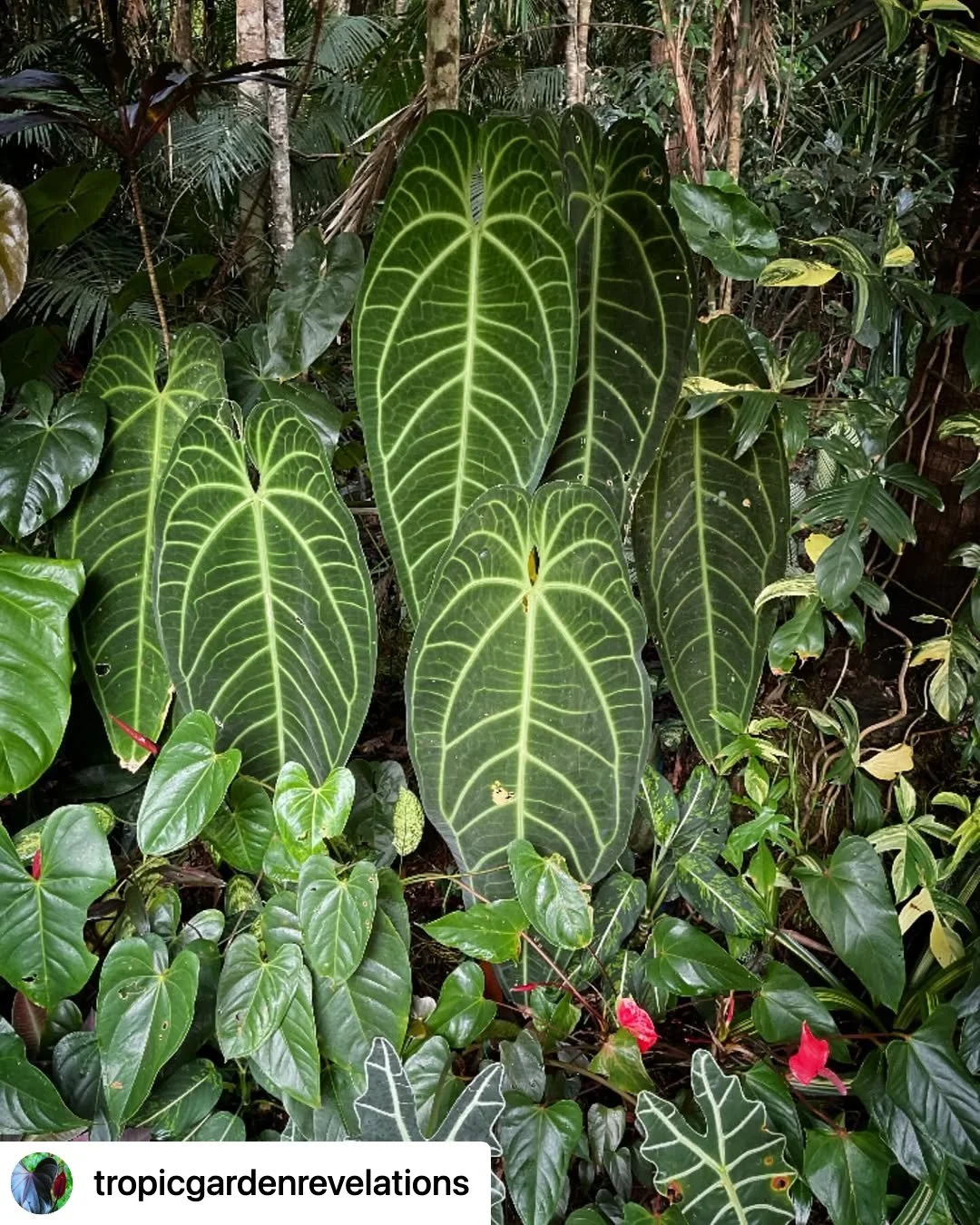 📸 Repost from @tropicgardenrevelations 

#anthuriumwarocqueanum 
#anthurium
#aroid 
#aroidsocietyau 
#tropicialgarden
