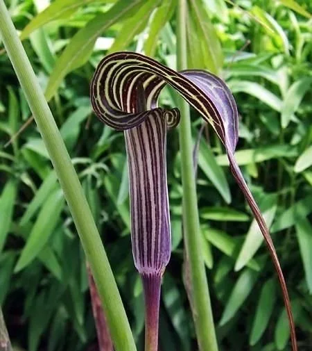 Close-up of a purple and white striped arisaema flower with twisted petals among green foliage.