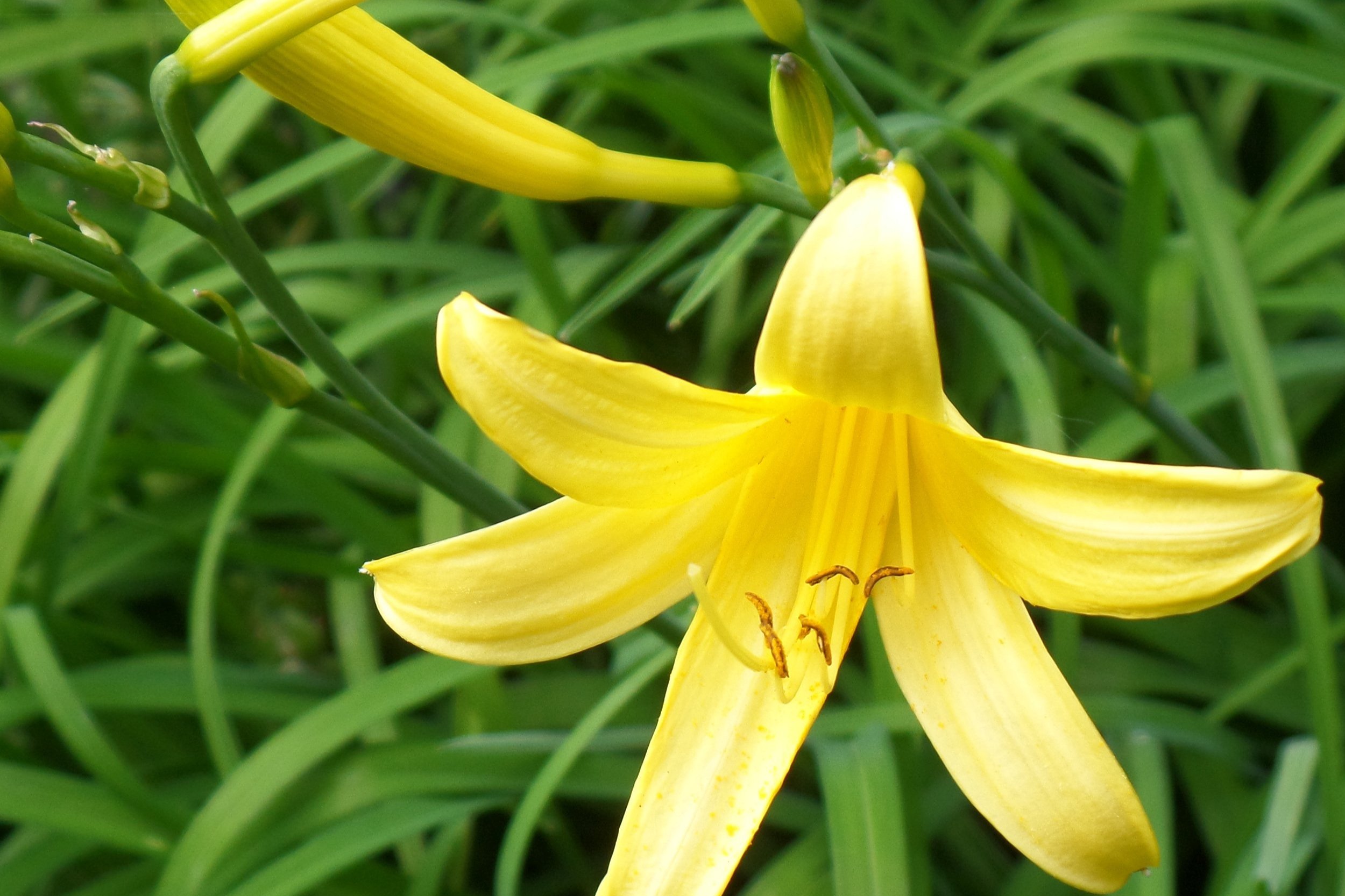 How I Create a Holiday Feel in a Garden