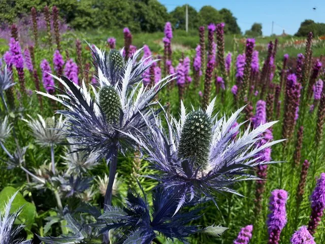 Hauser and wirth gardens