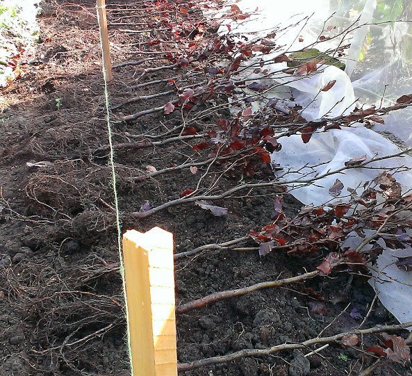 Bare-root Tree and Hedging - What and When to Plant