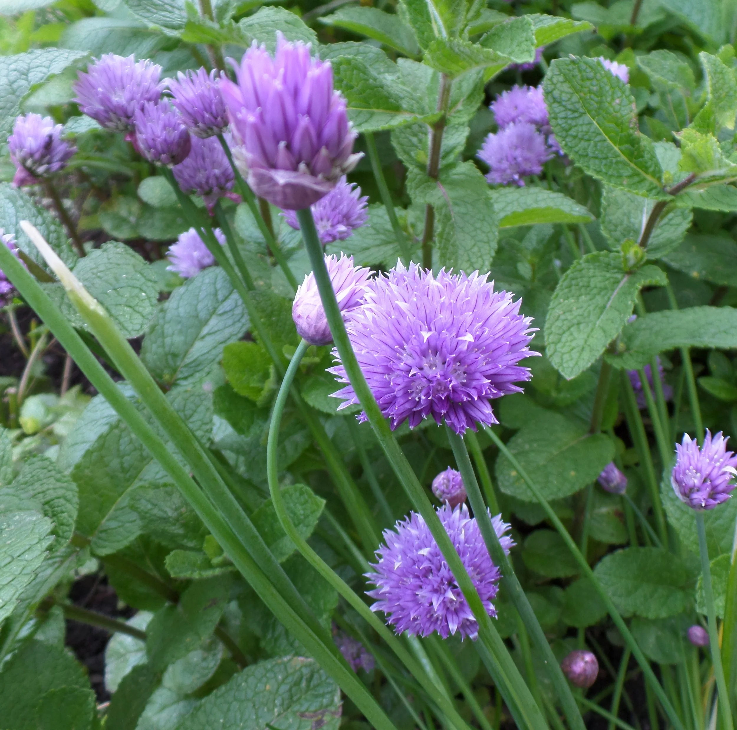 How to Grow Delicious Herbs in your Garden