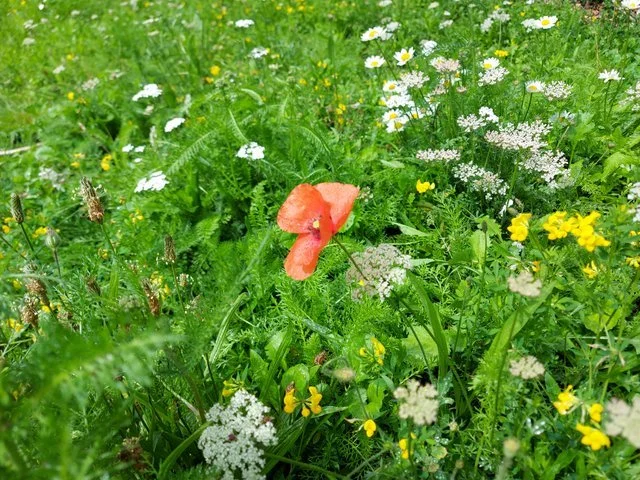 How I Design and Create Wildflower Meadows
