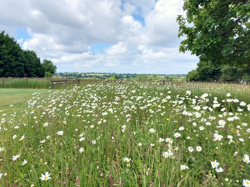 Wildflower Meadow West Haddon