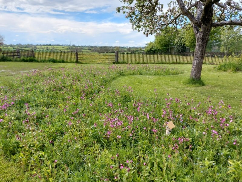 Wildflower Meadow